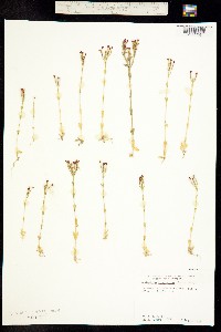 Centaurium floribundum image