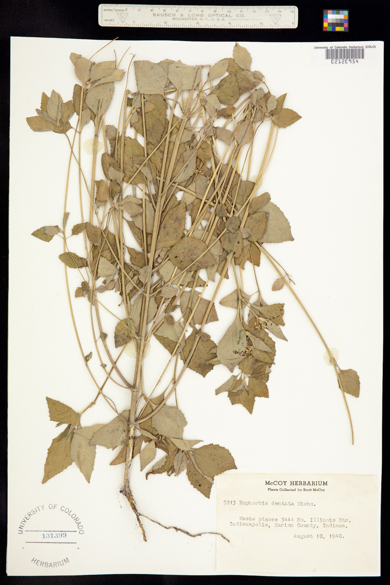 Euphorbia dentata image