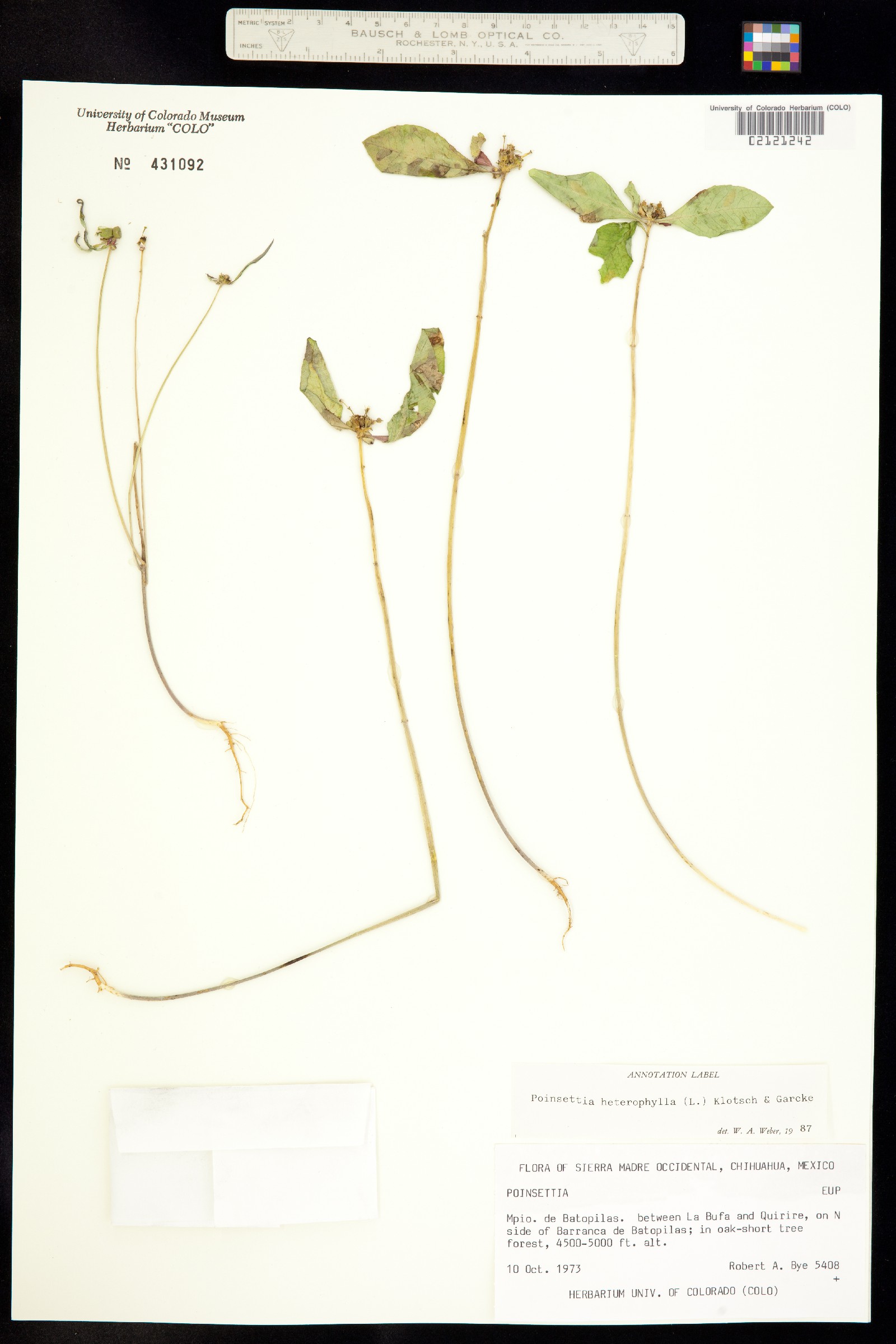 Poinsettia image