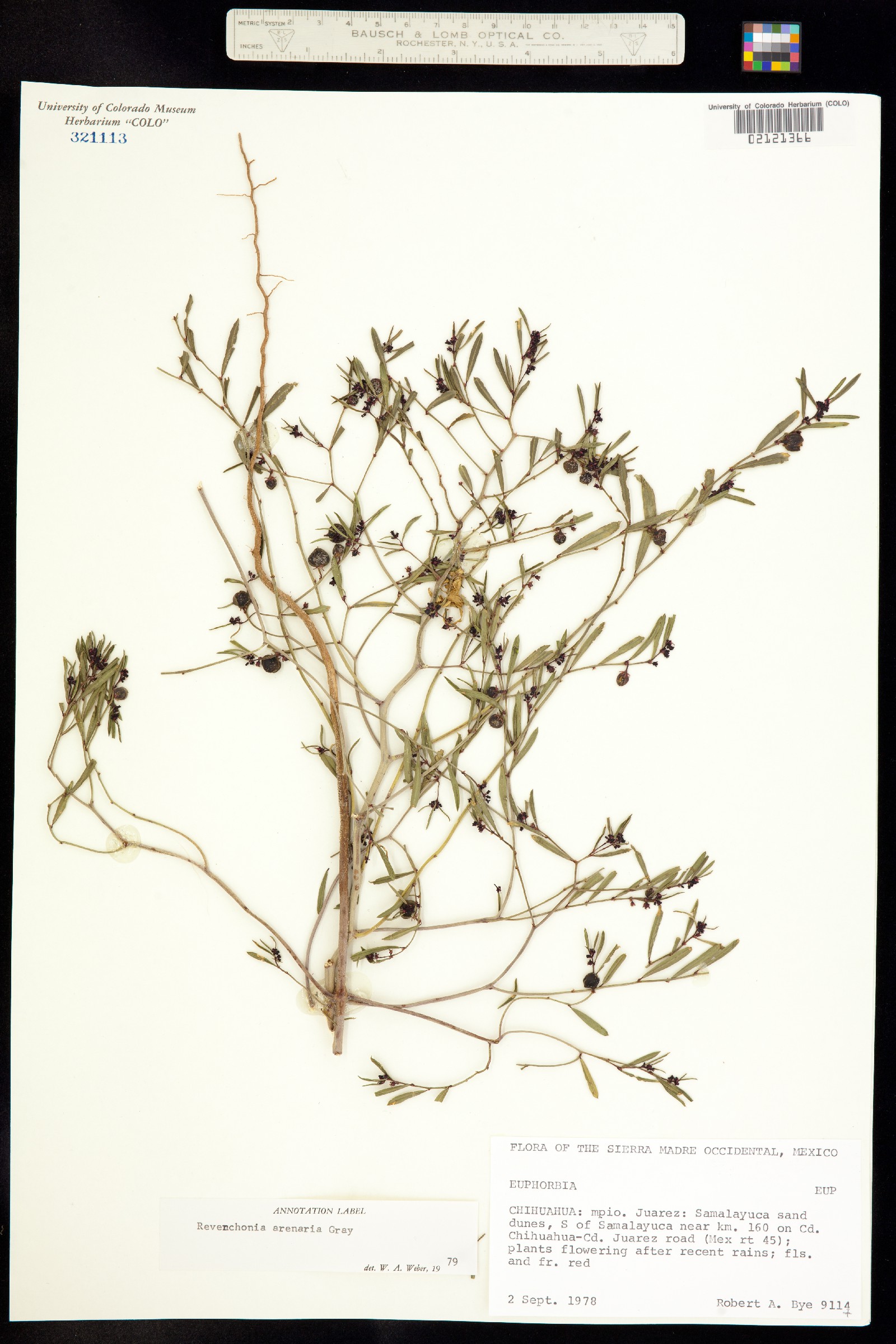 Phyllanthus image