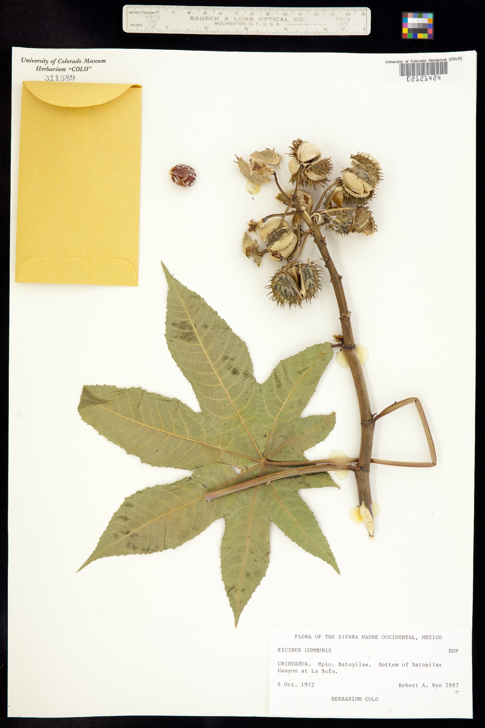 Ricinus communis image