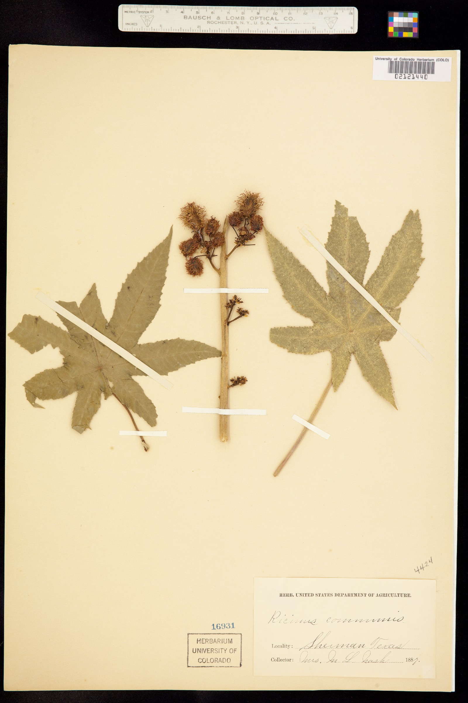 Ricinus communis image
