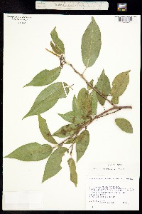 Sebastiania pavoniana image