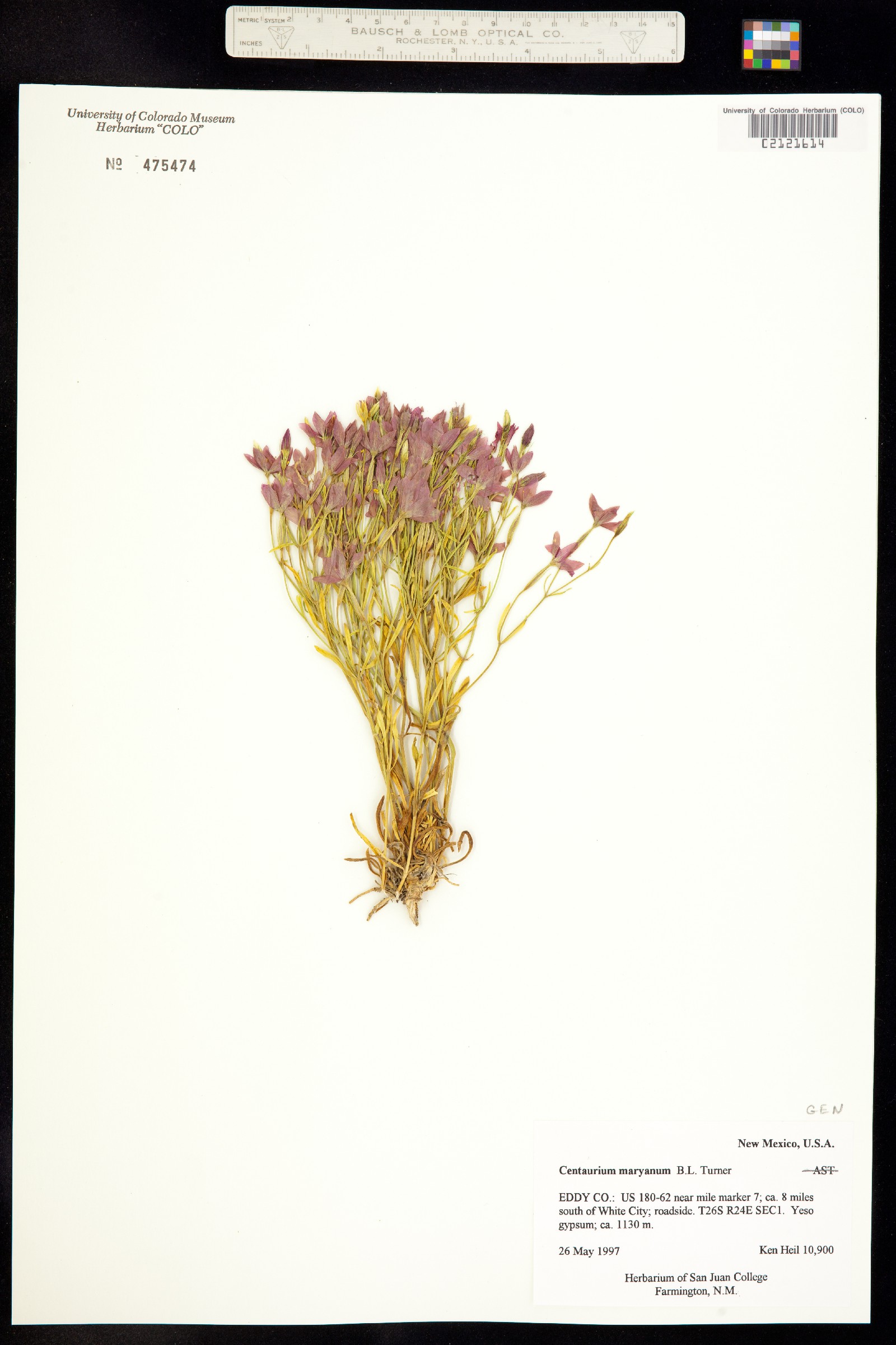 Zeltnera maryanna image