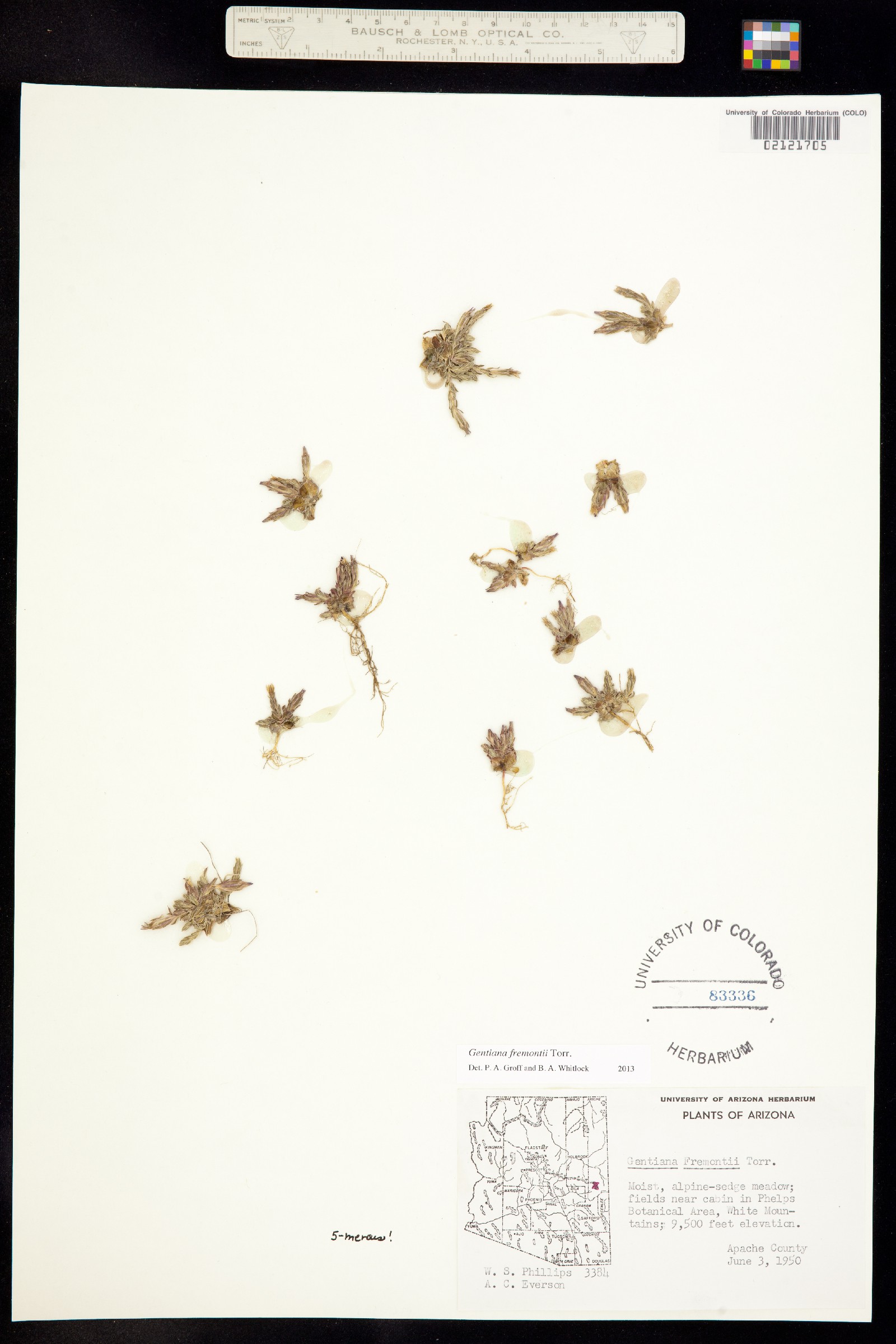 Gentiana fremontii image