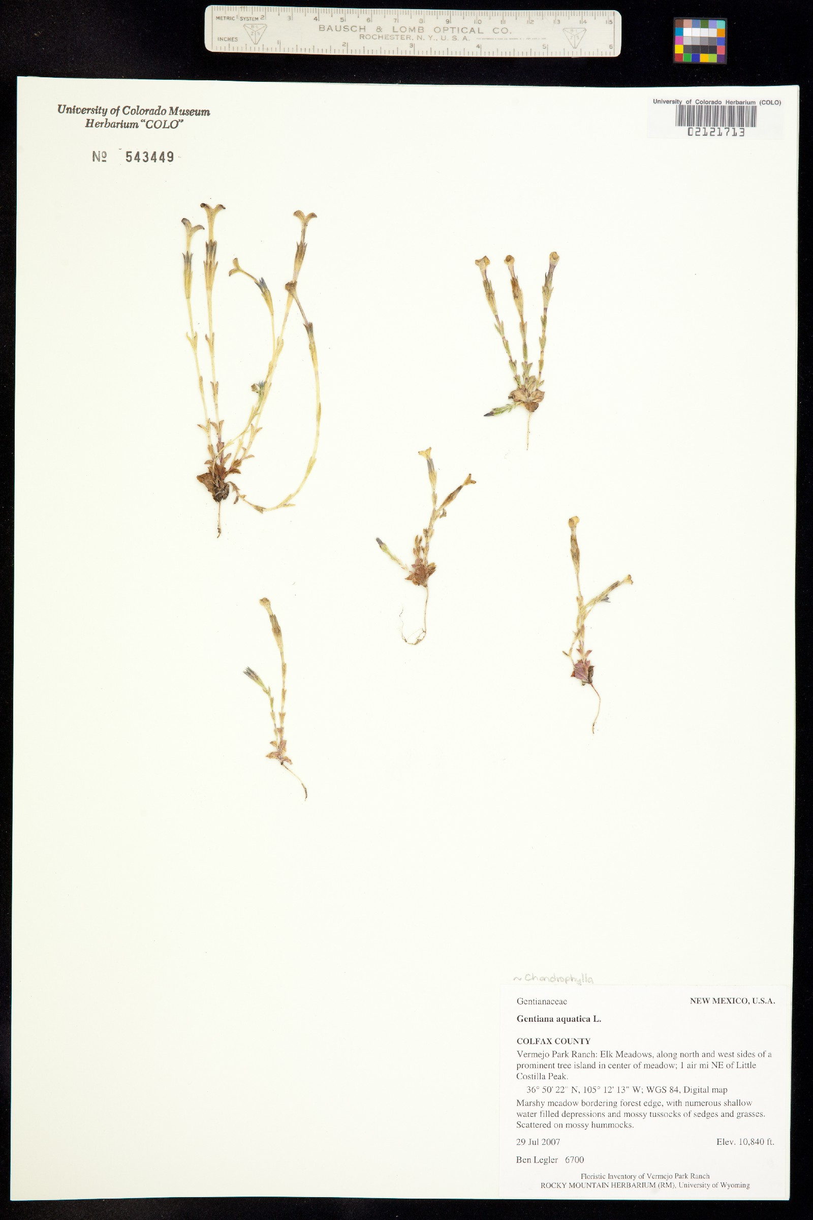 Gentiana fremontii image