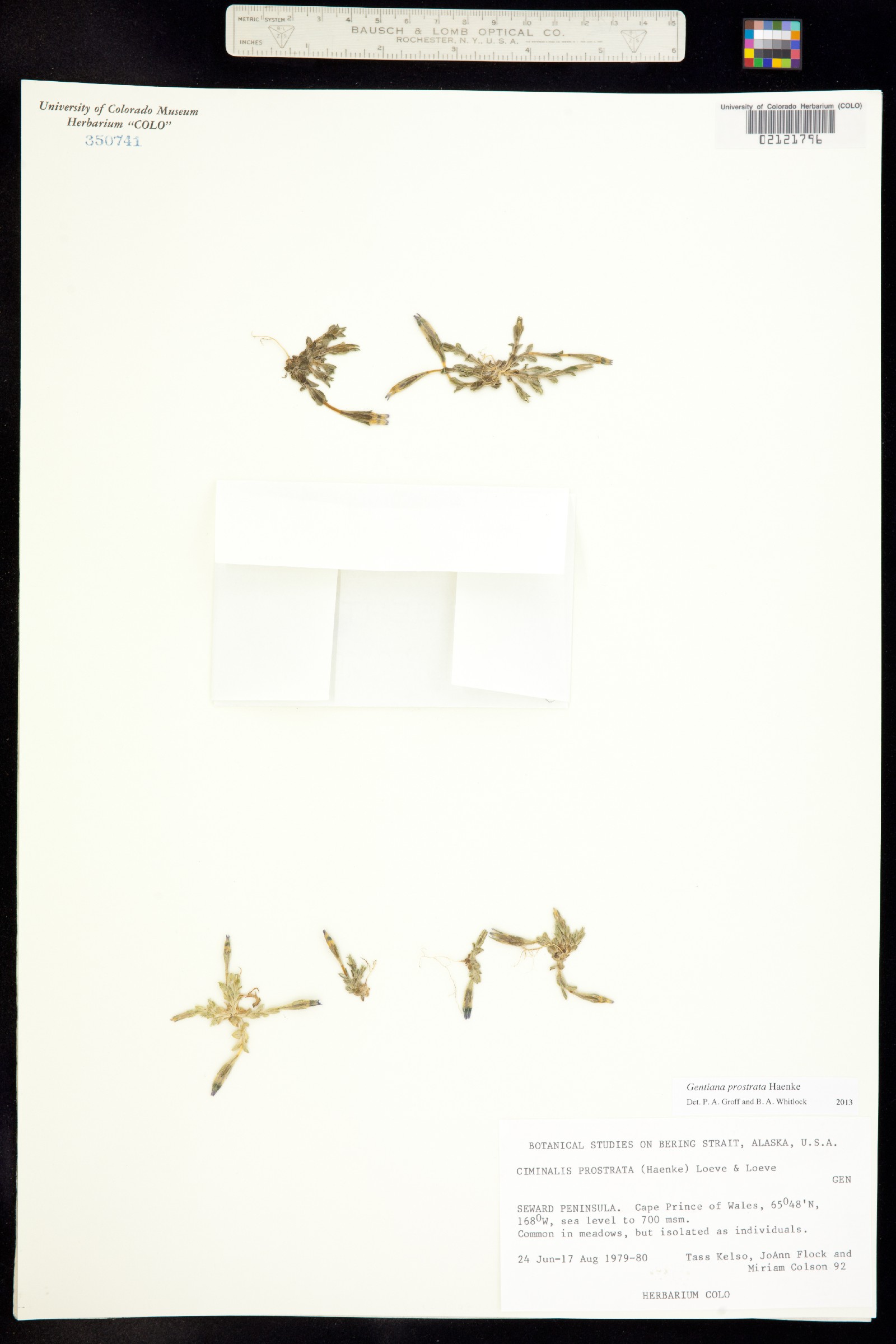Chondrophylla image
