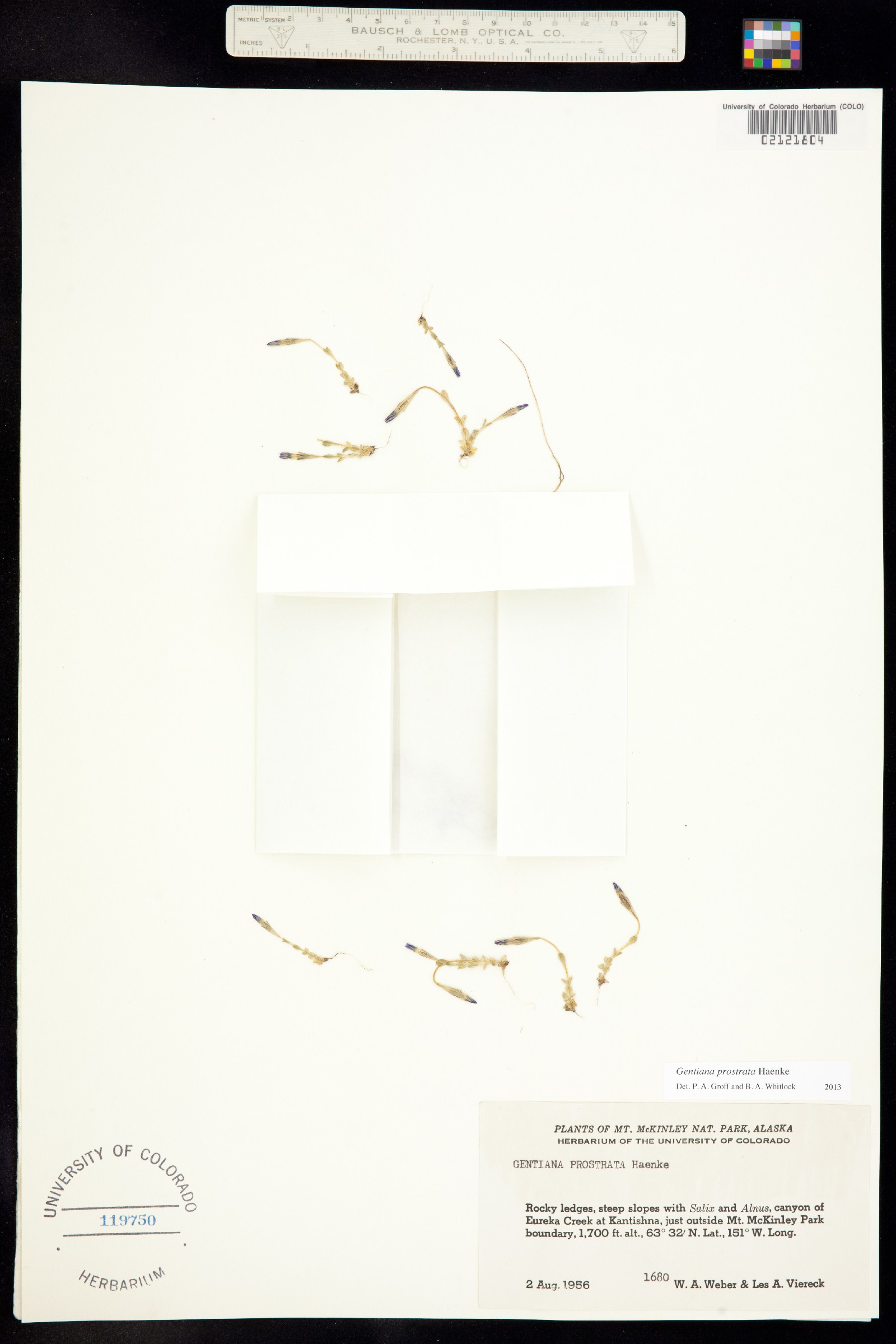 Gentiana prostrata image