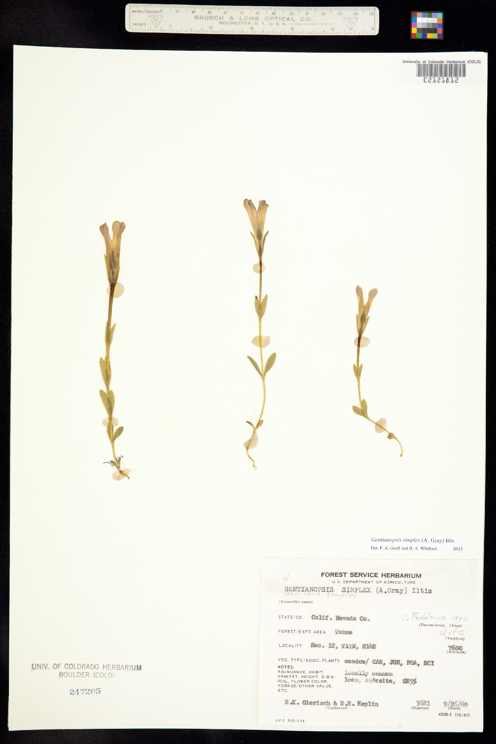 Gentiana prostrata image