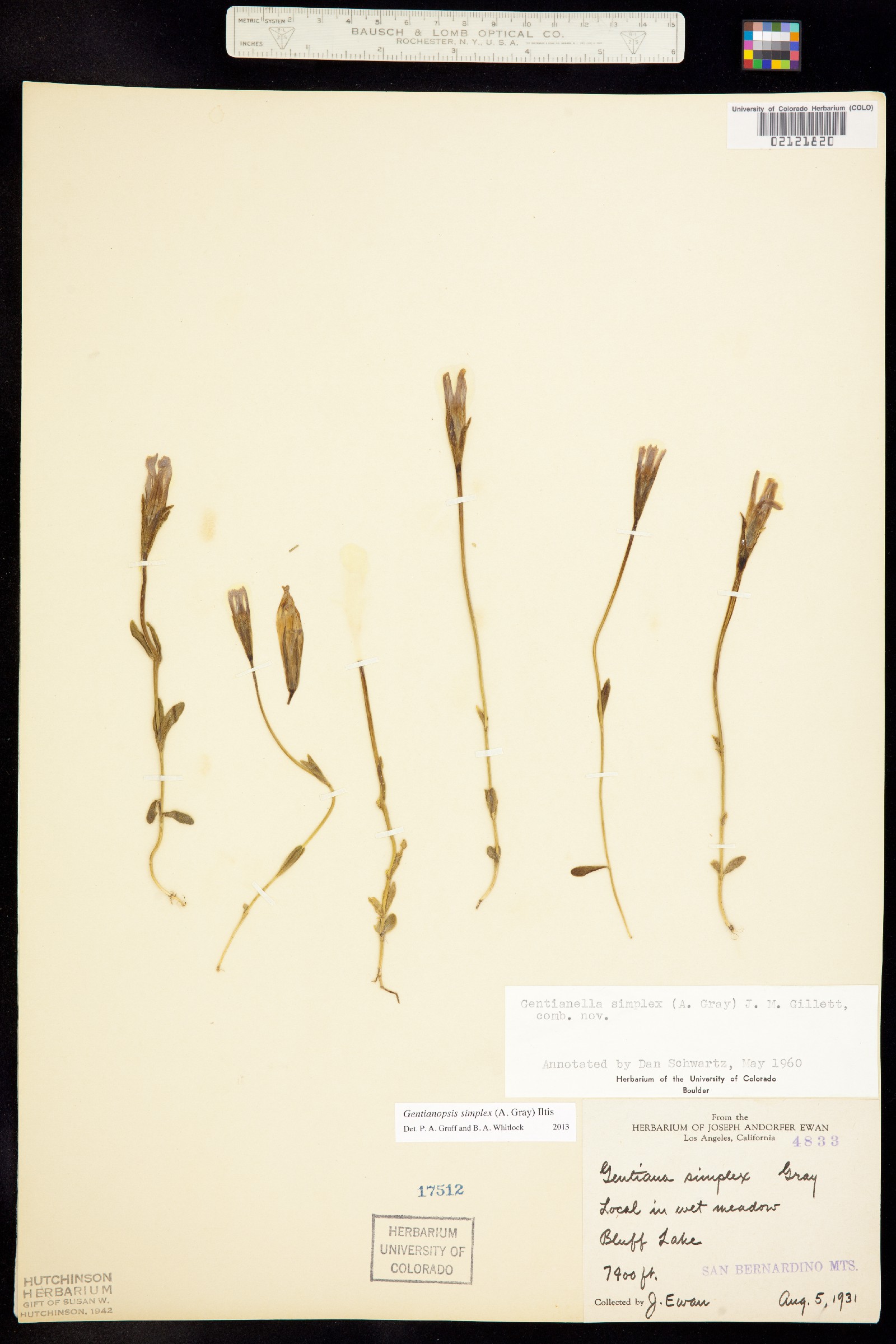 Gentiana prostrata image