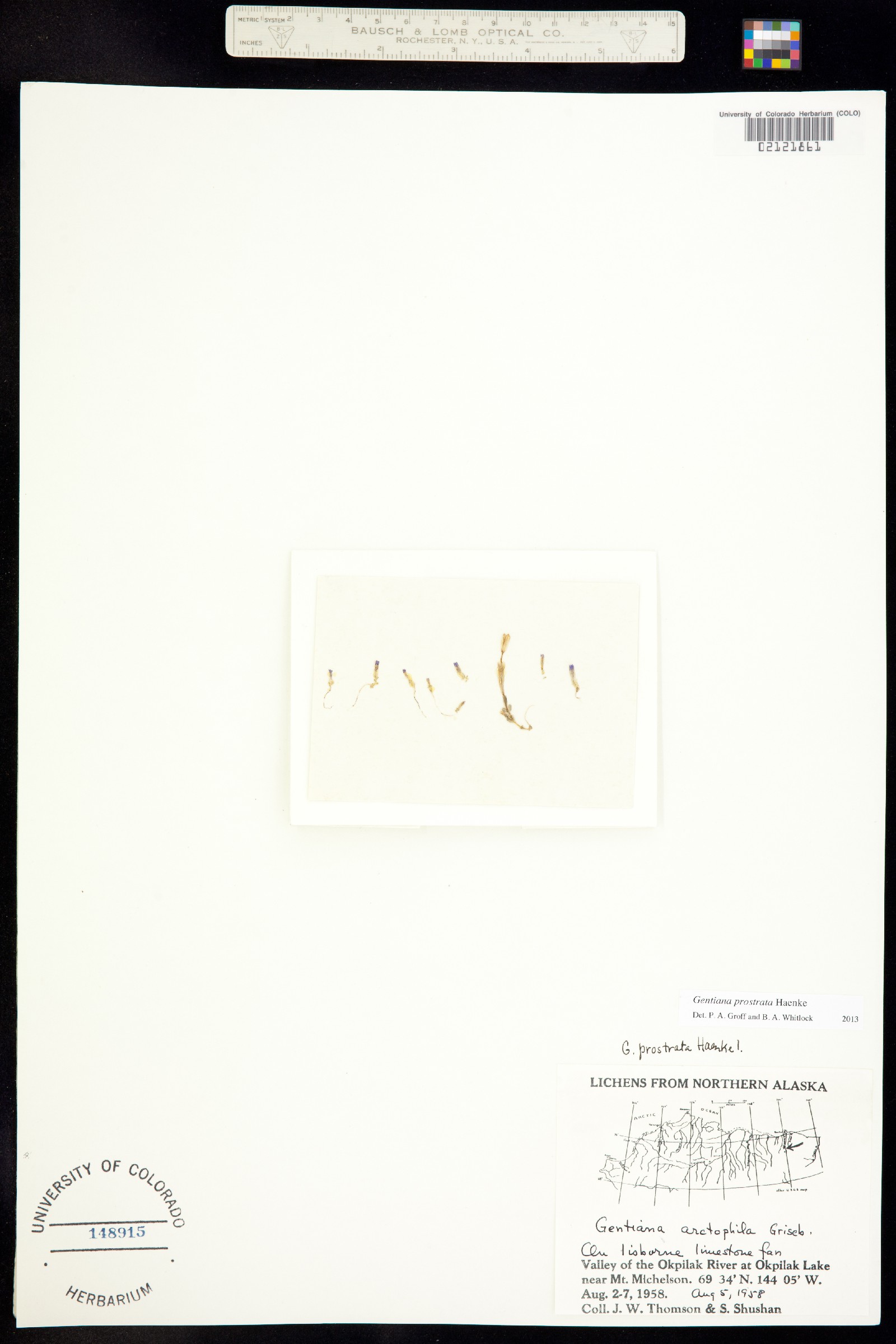 Gentiana prostrata image