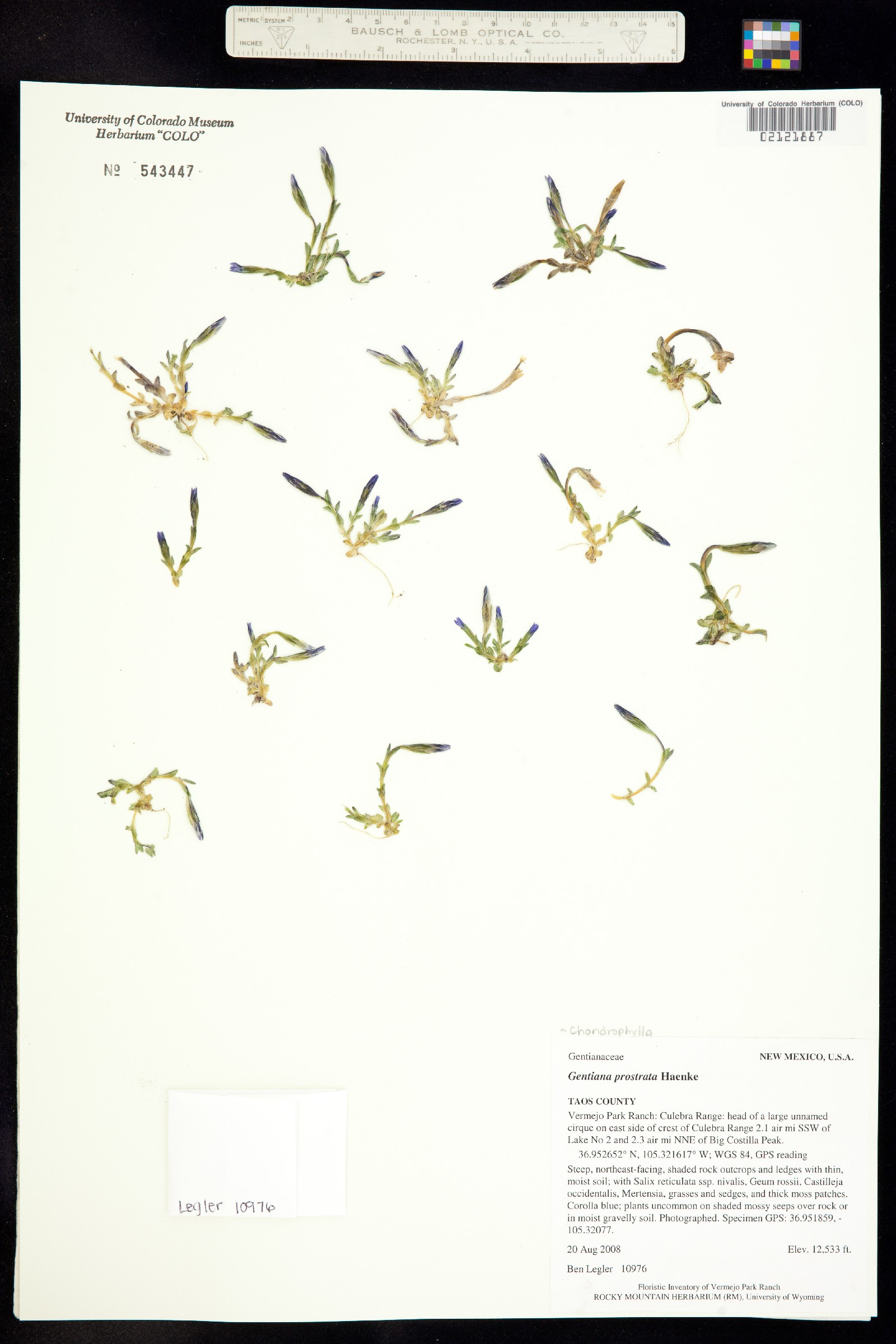 Gentiana prostrata image