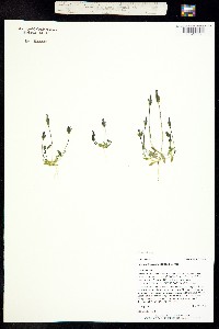 Comastoma tenellum image