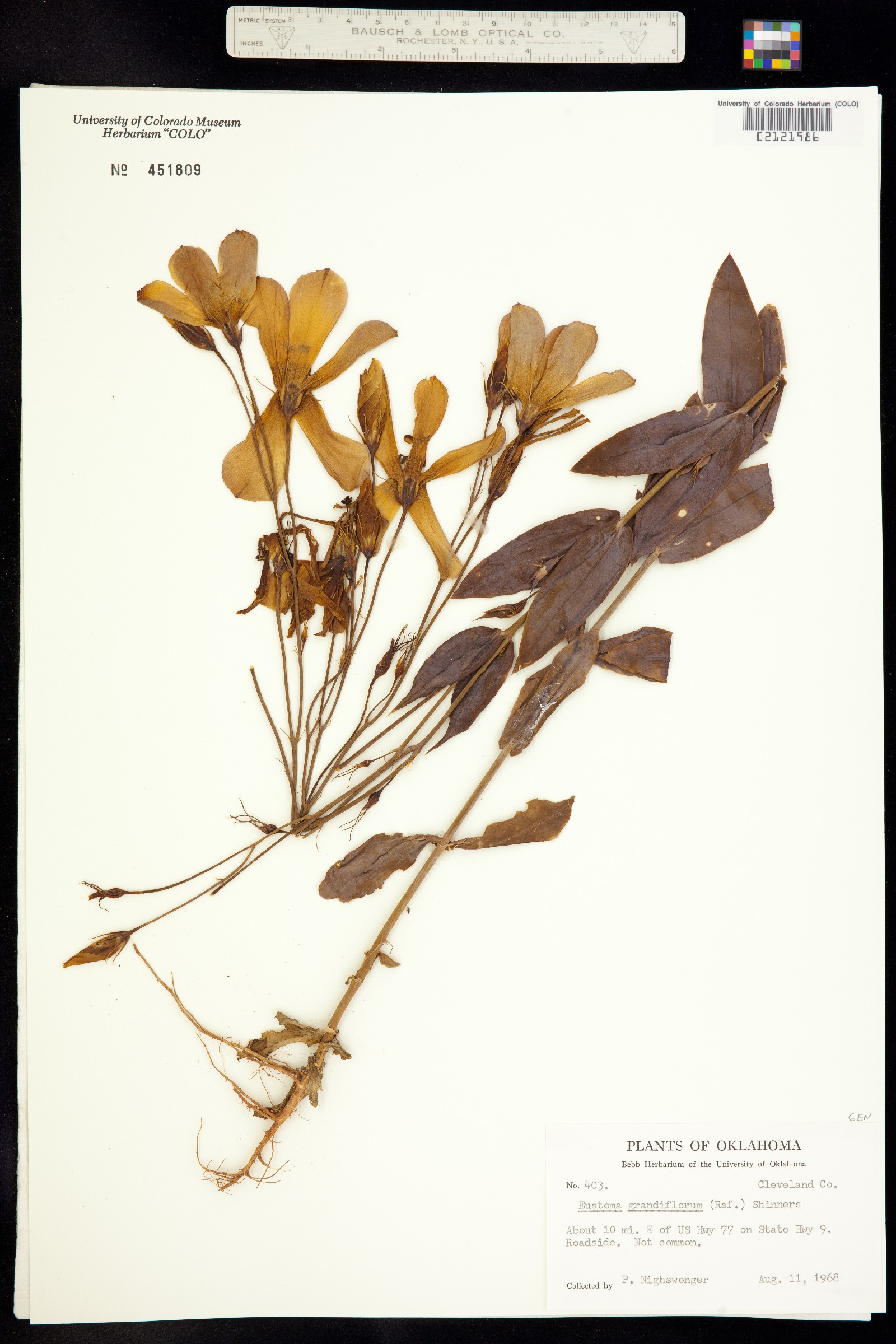 Eustoma exaltatum ssp. russellianum image