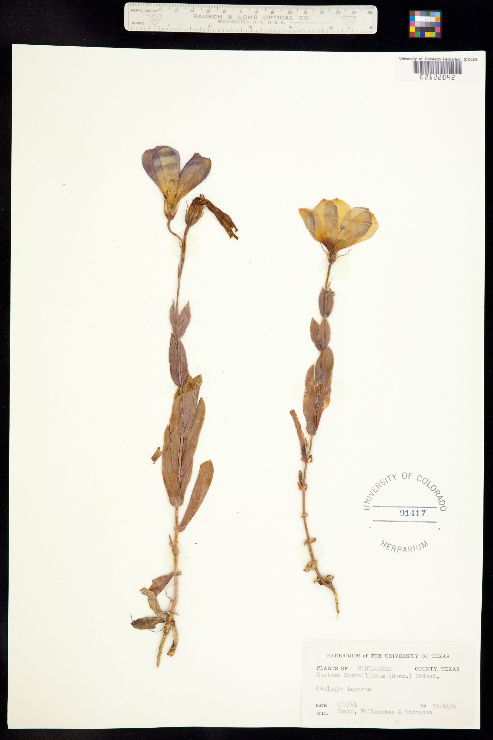 Eustoma exaltatum ssp. russellianum image