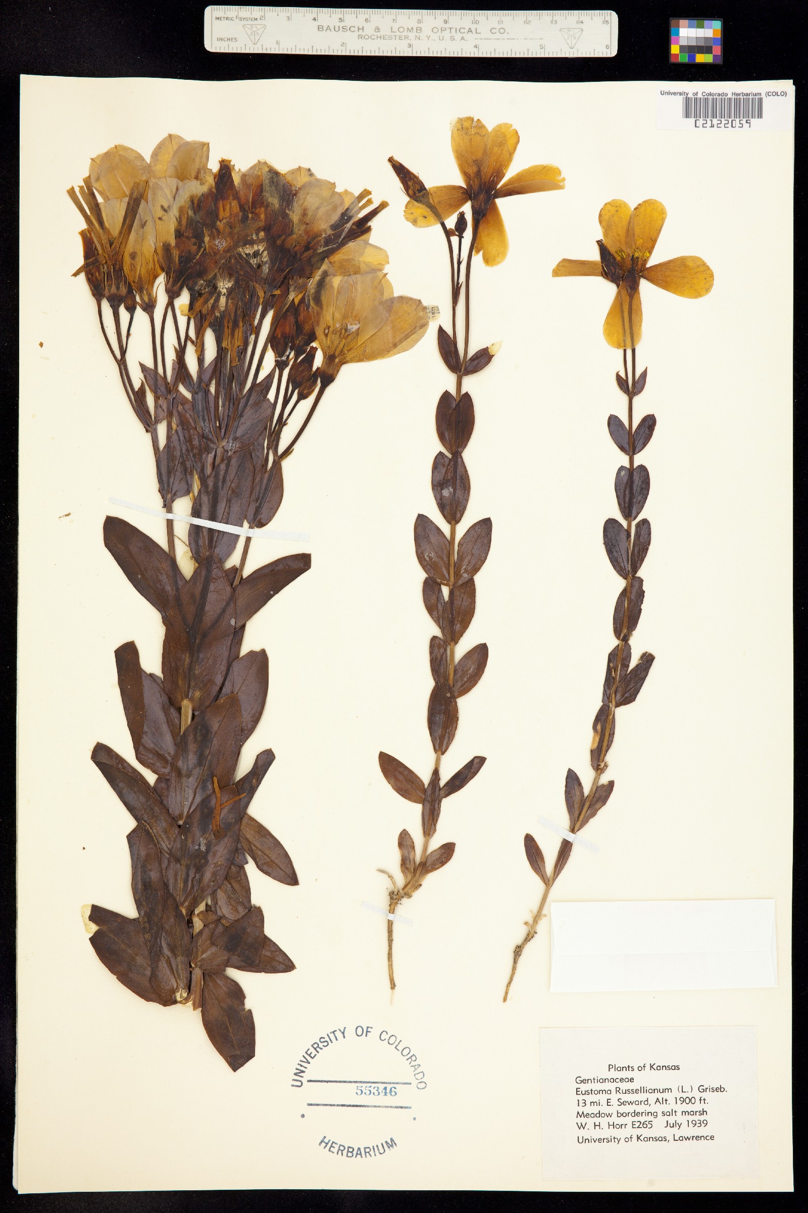 Eustoma exaltatum image