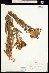 Eustoma exaltatum ssp. russellianum image