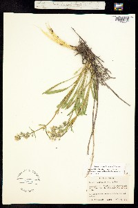 Frasera albicaulis image