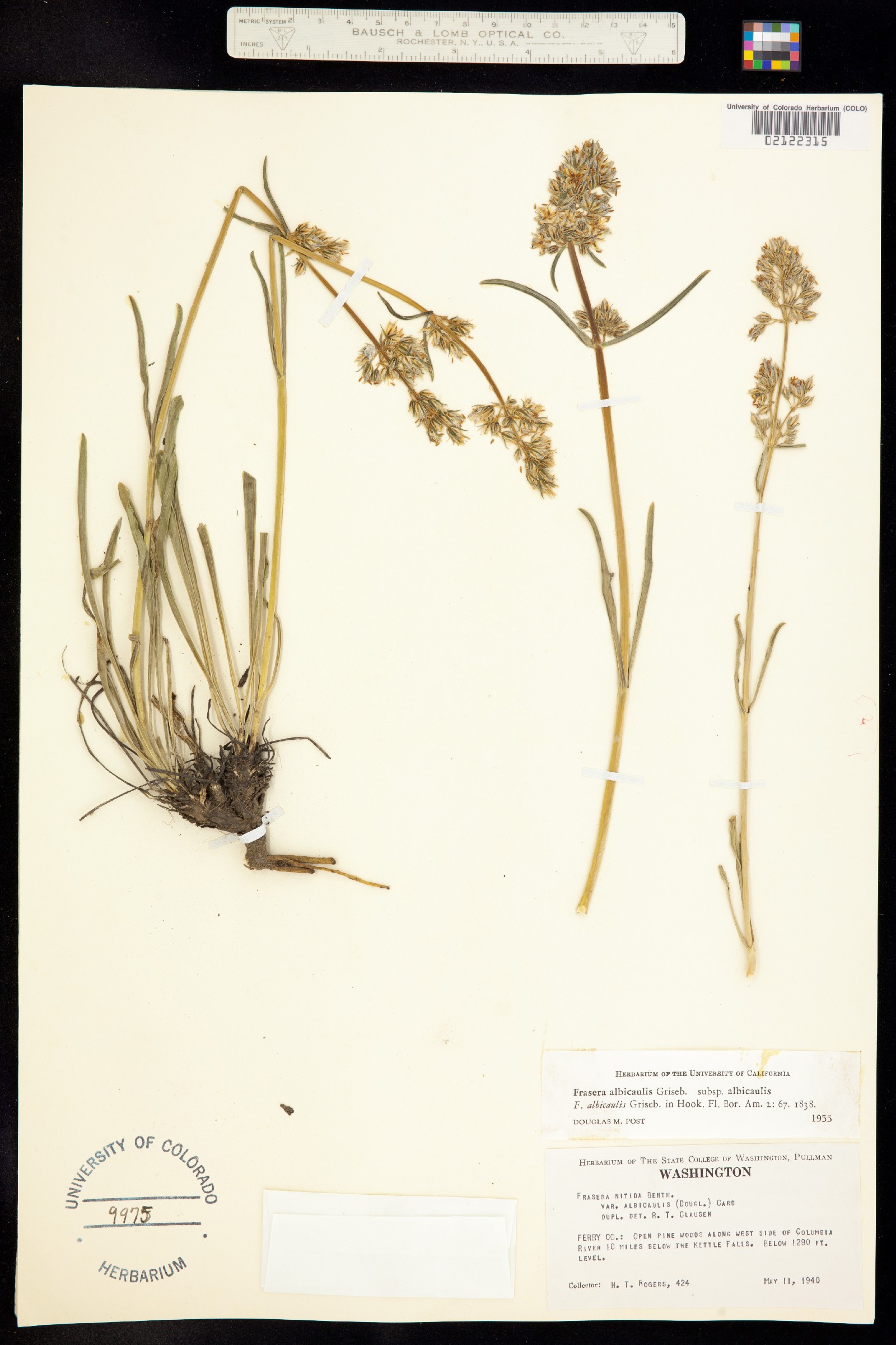 Frasera albicaulis image