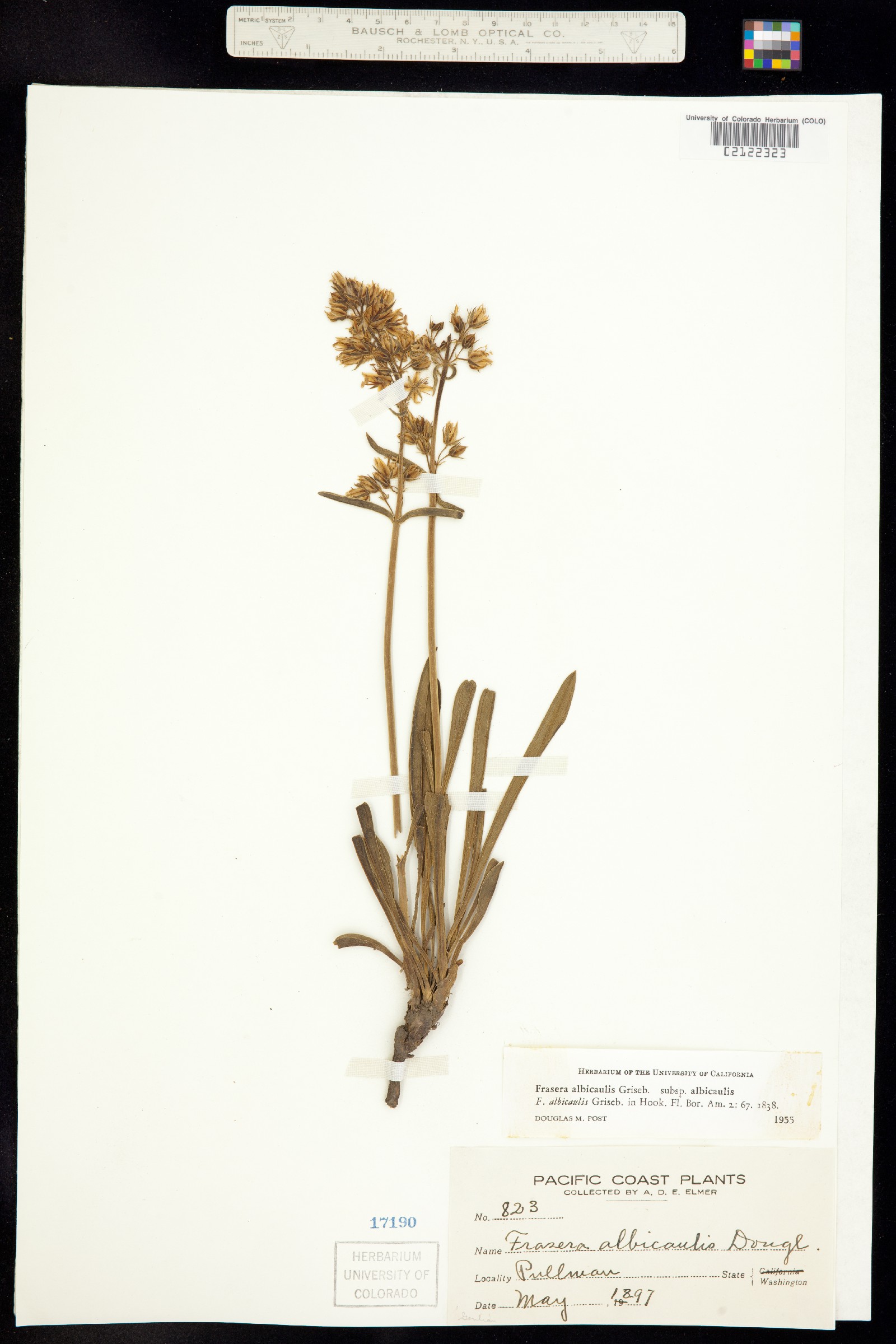 Frasera albicaulis image