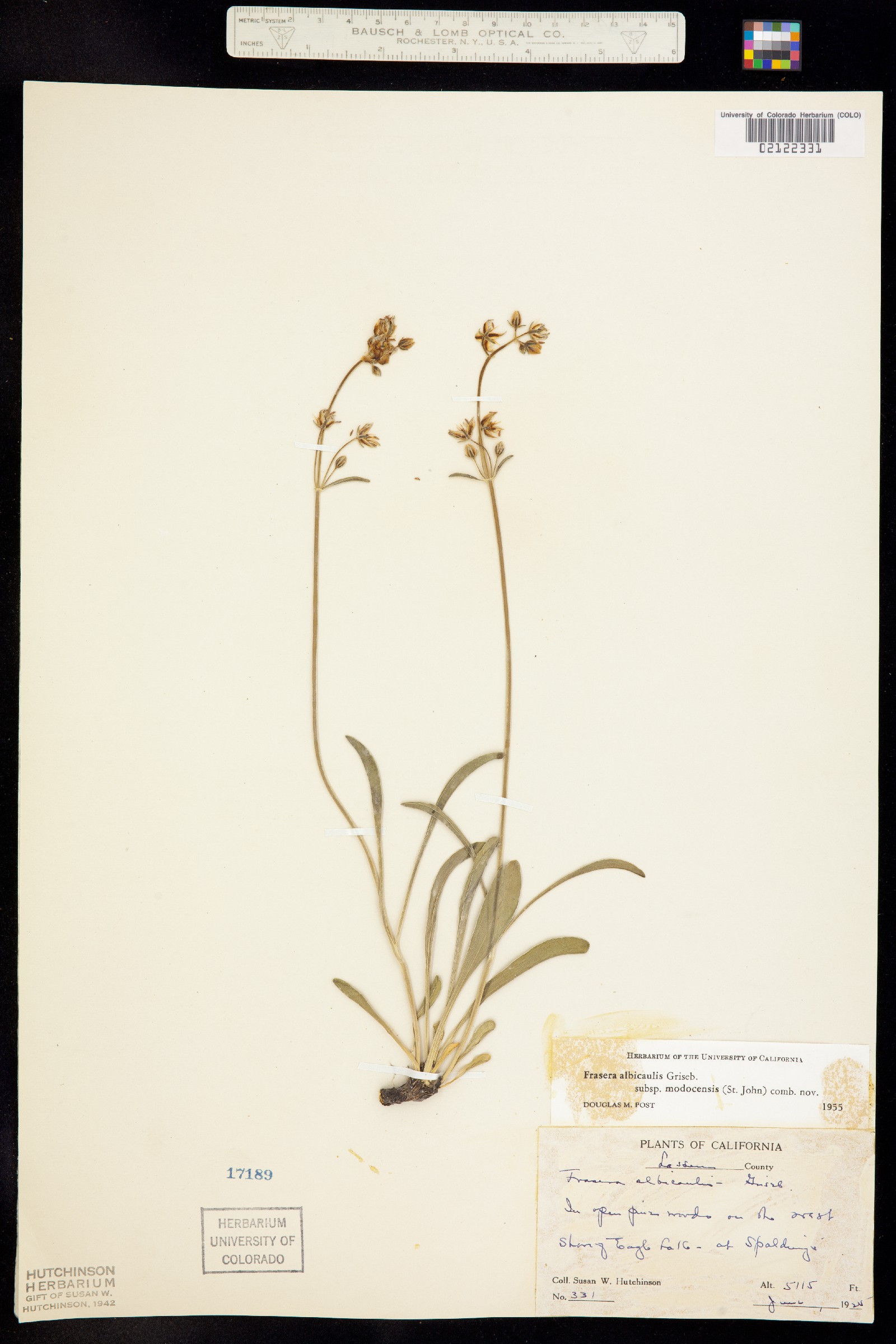 Frasera albicaulis image