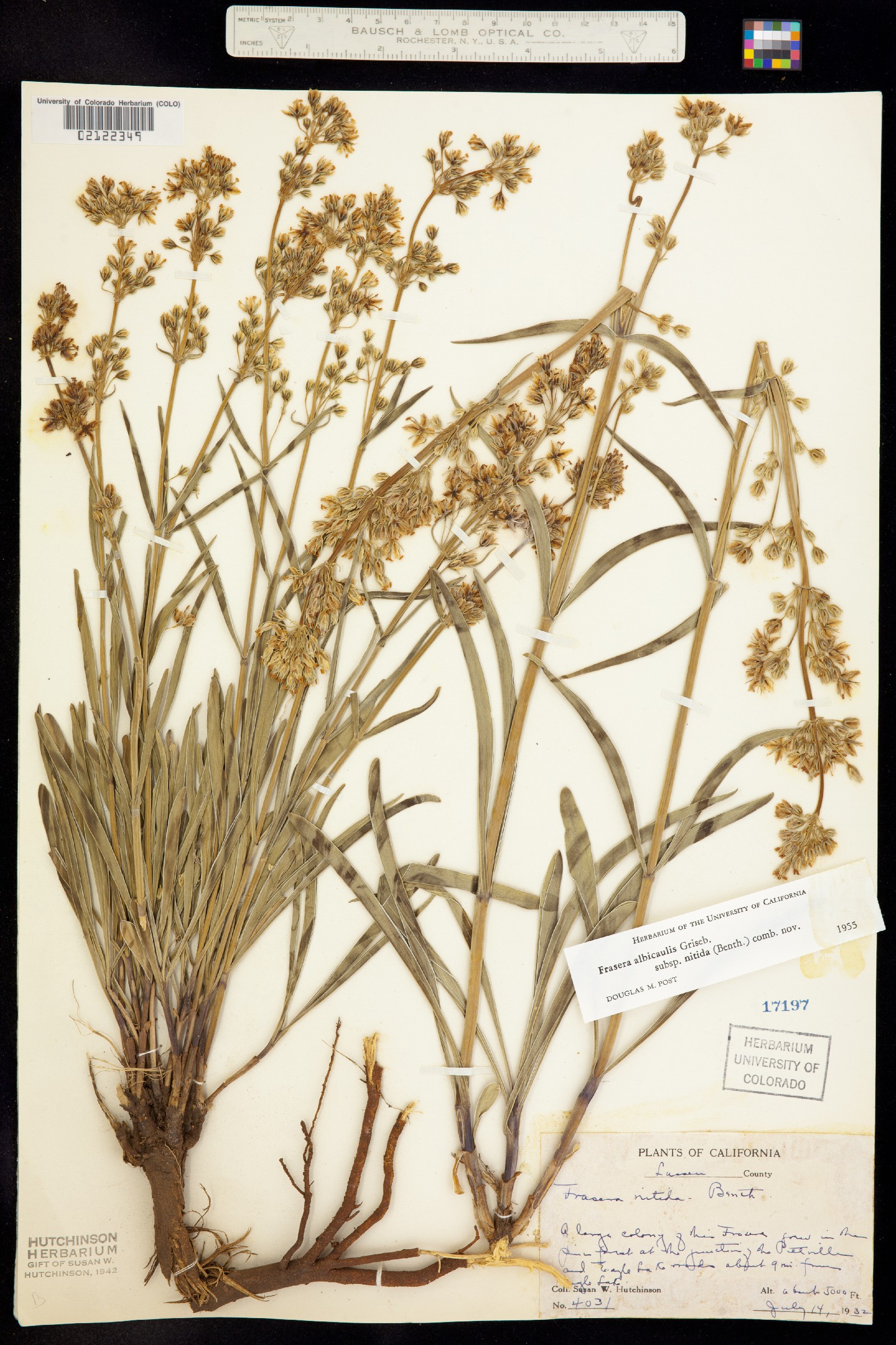 Frasera albicaulis image