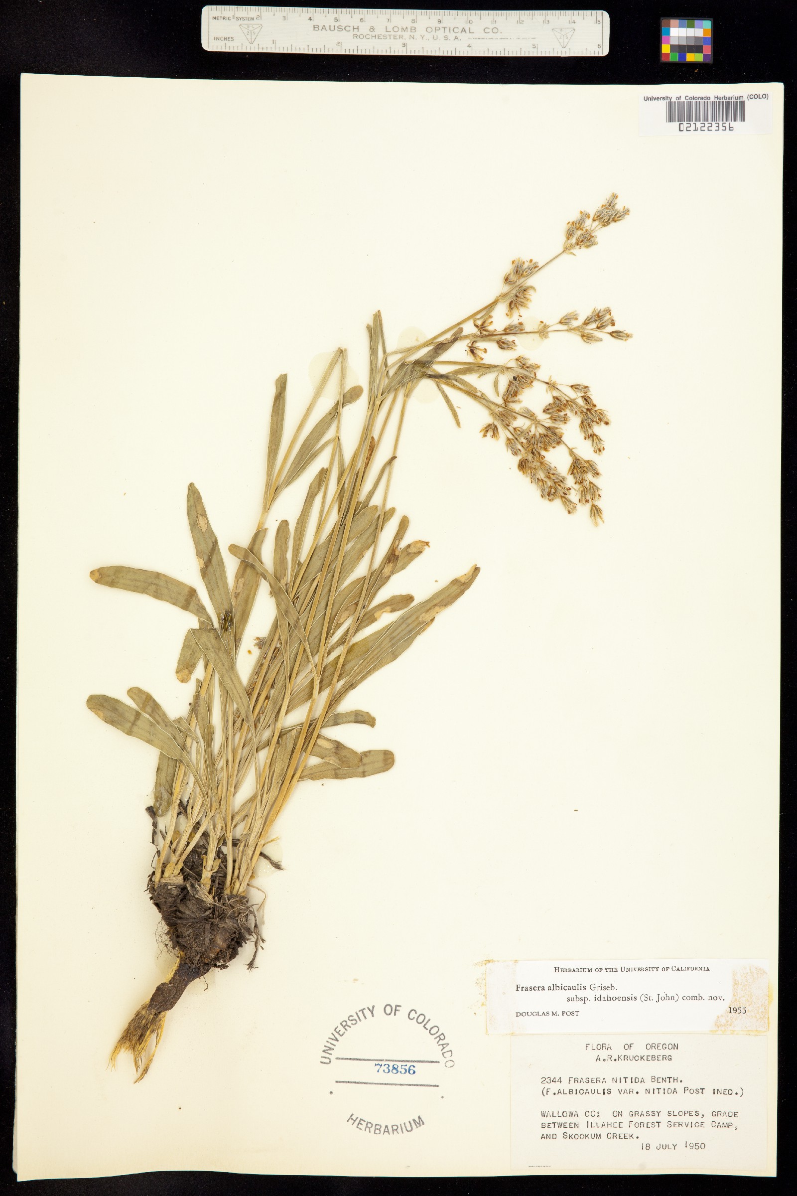 Frasera albicaulis image