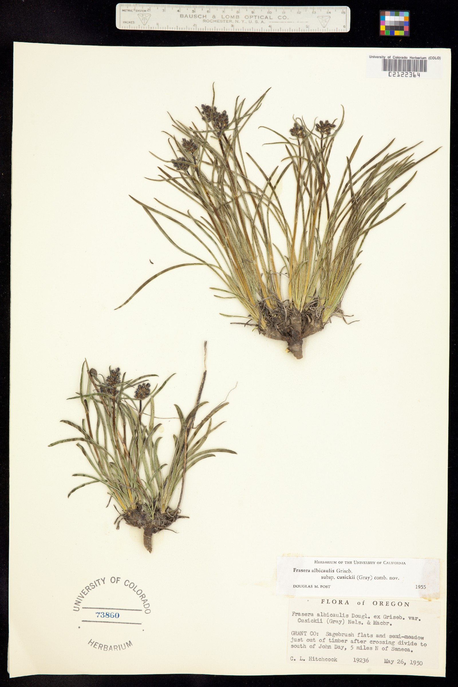 Frasera albicaulis image