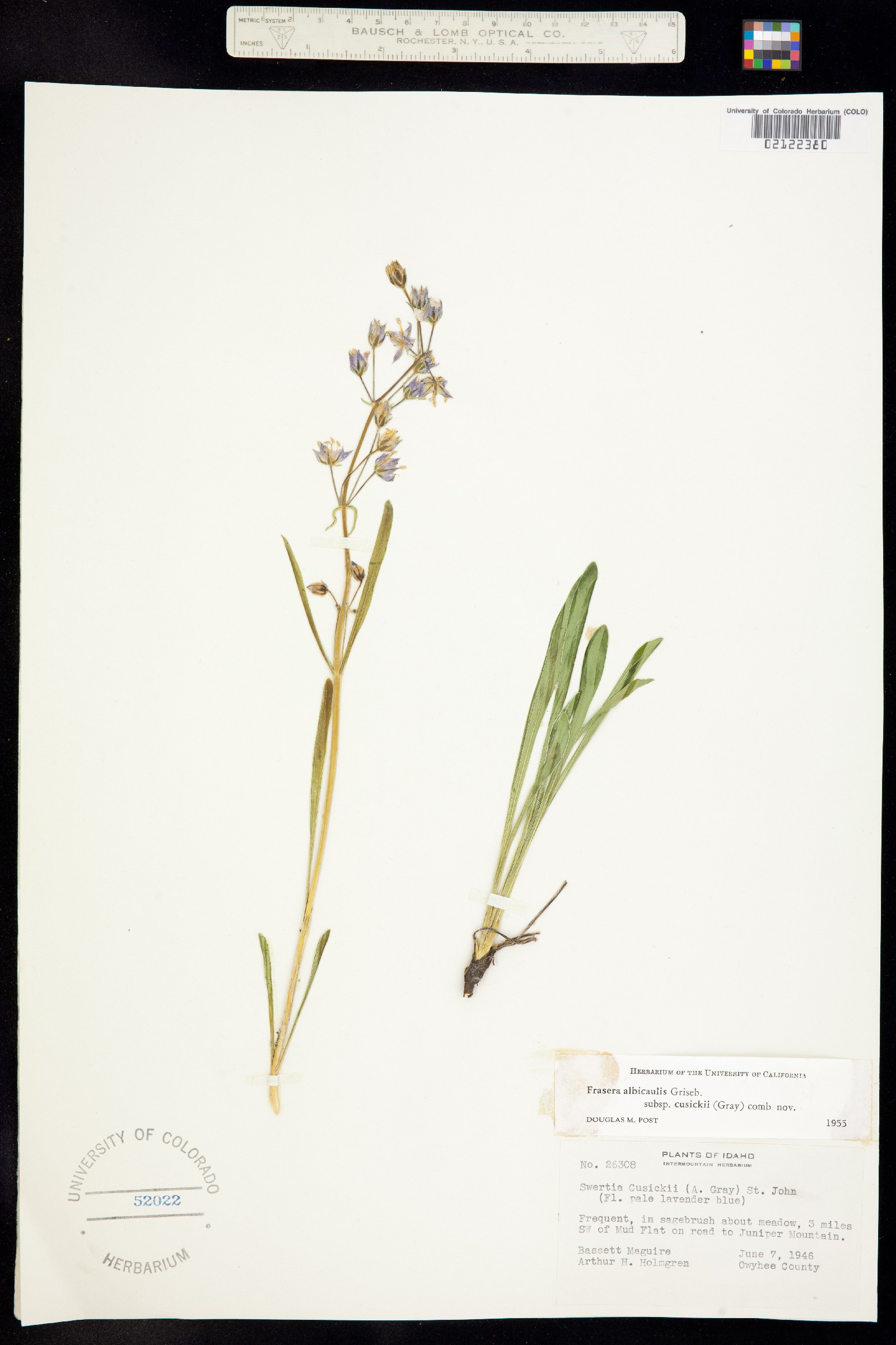 Frasera albicaulis image