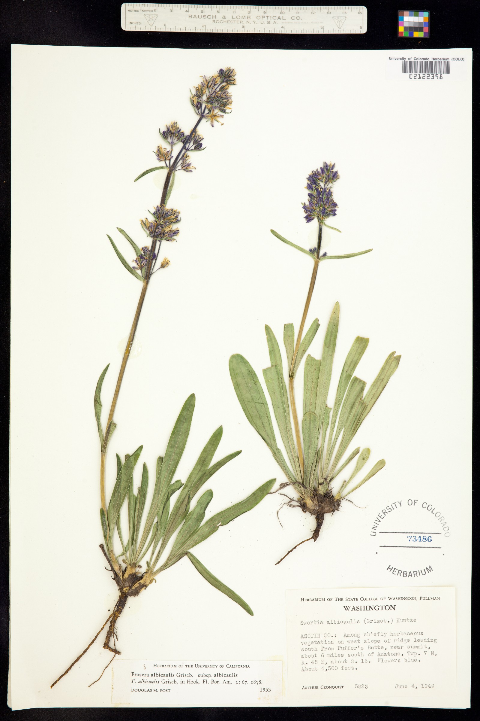 Frasera albicaulis image