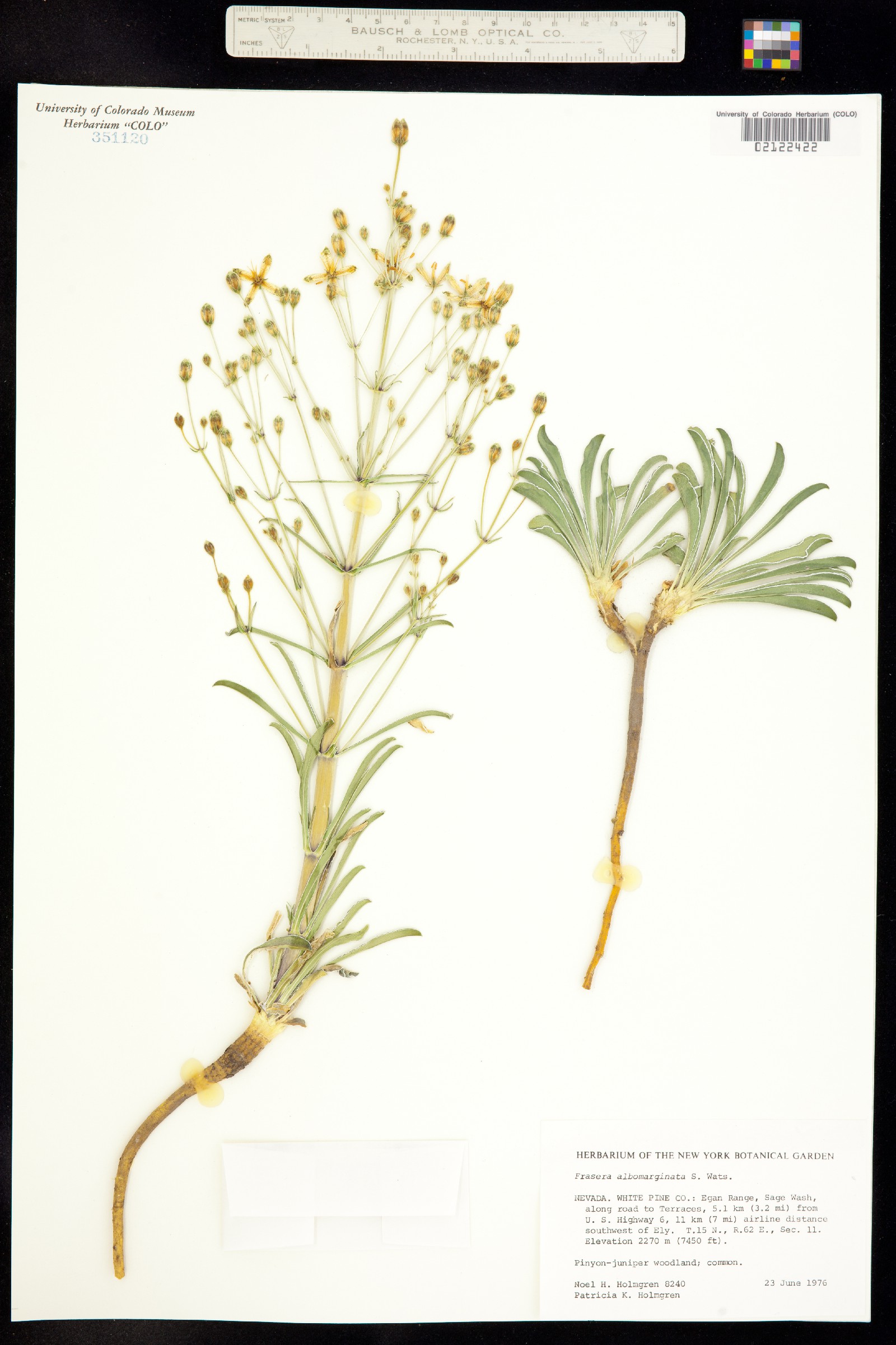 Frasera albomarginata image