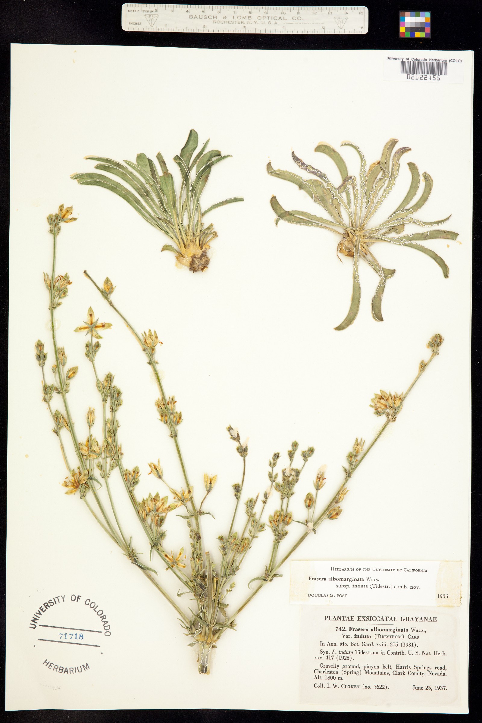 Frasera albomarginata image