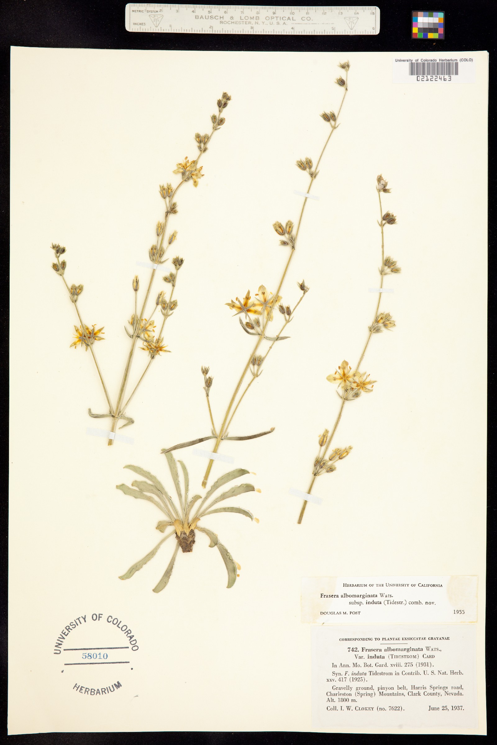 Frasera albomarginata image