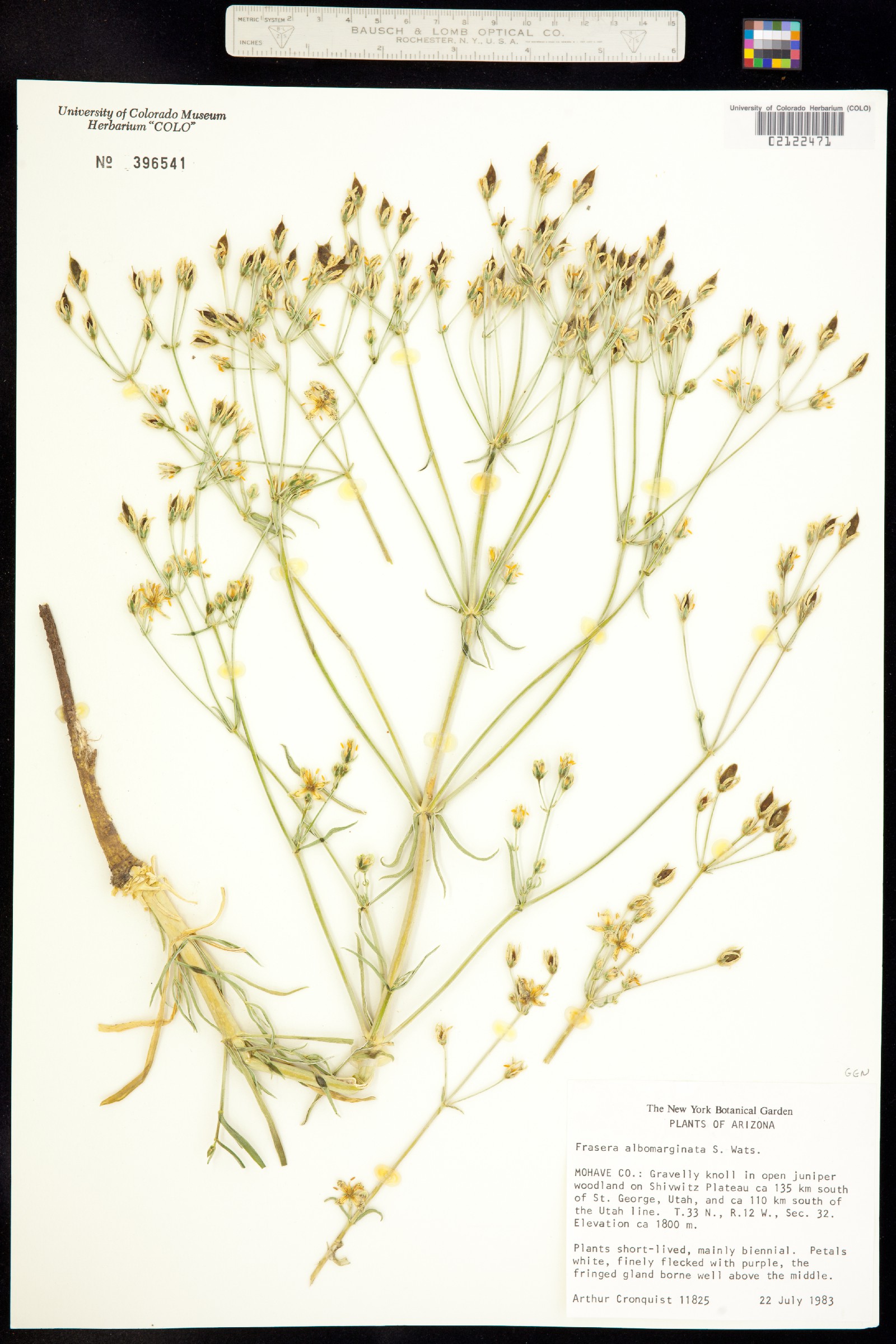 Frasera albomarginata image