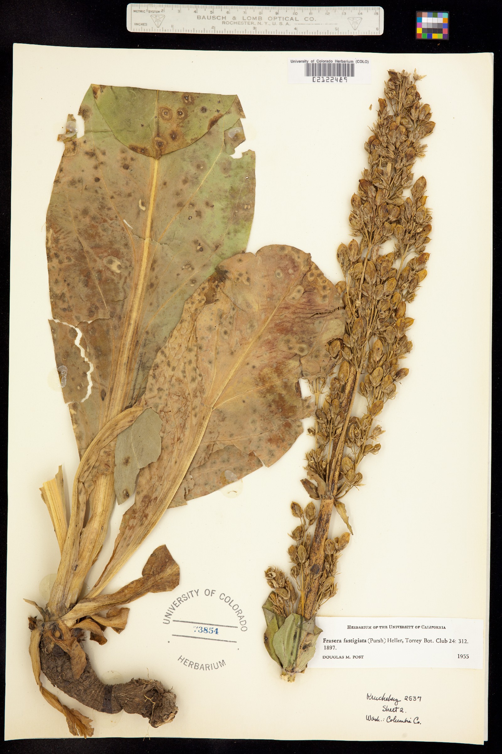 Frasera montana image