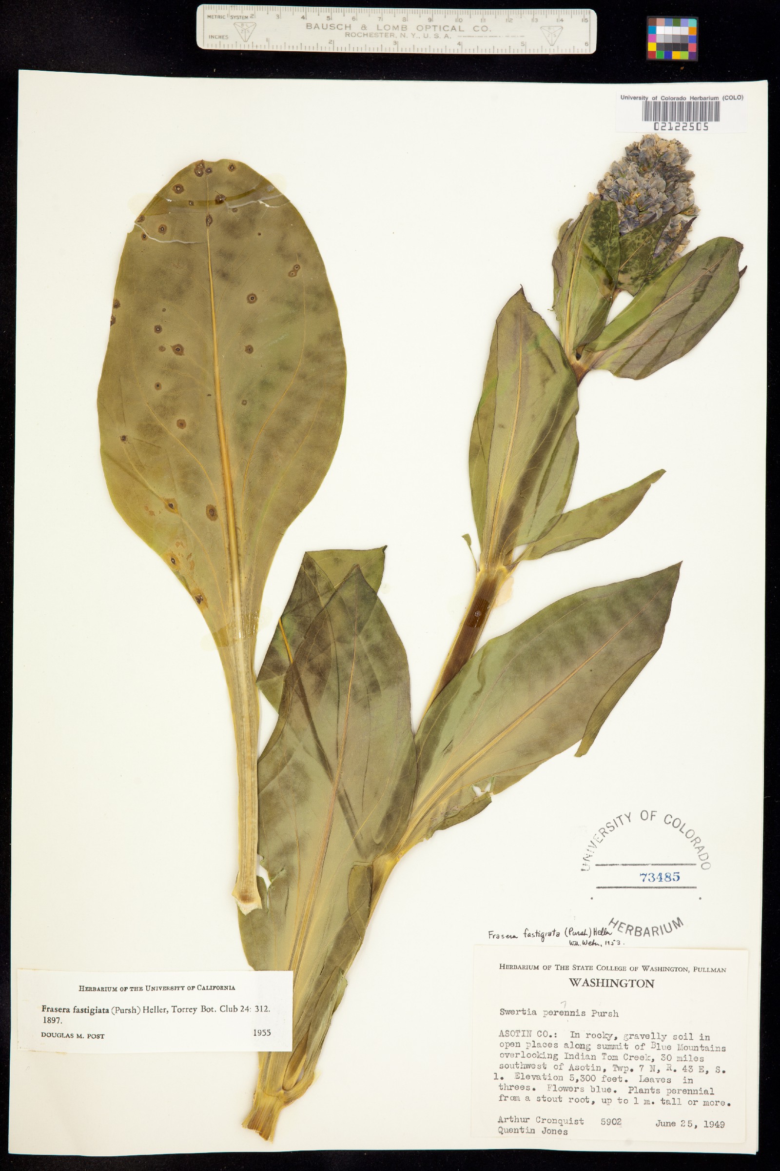 Frasera fastigiata image