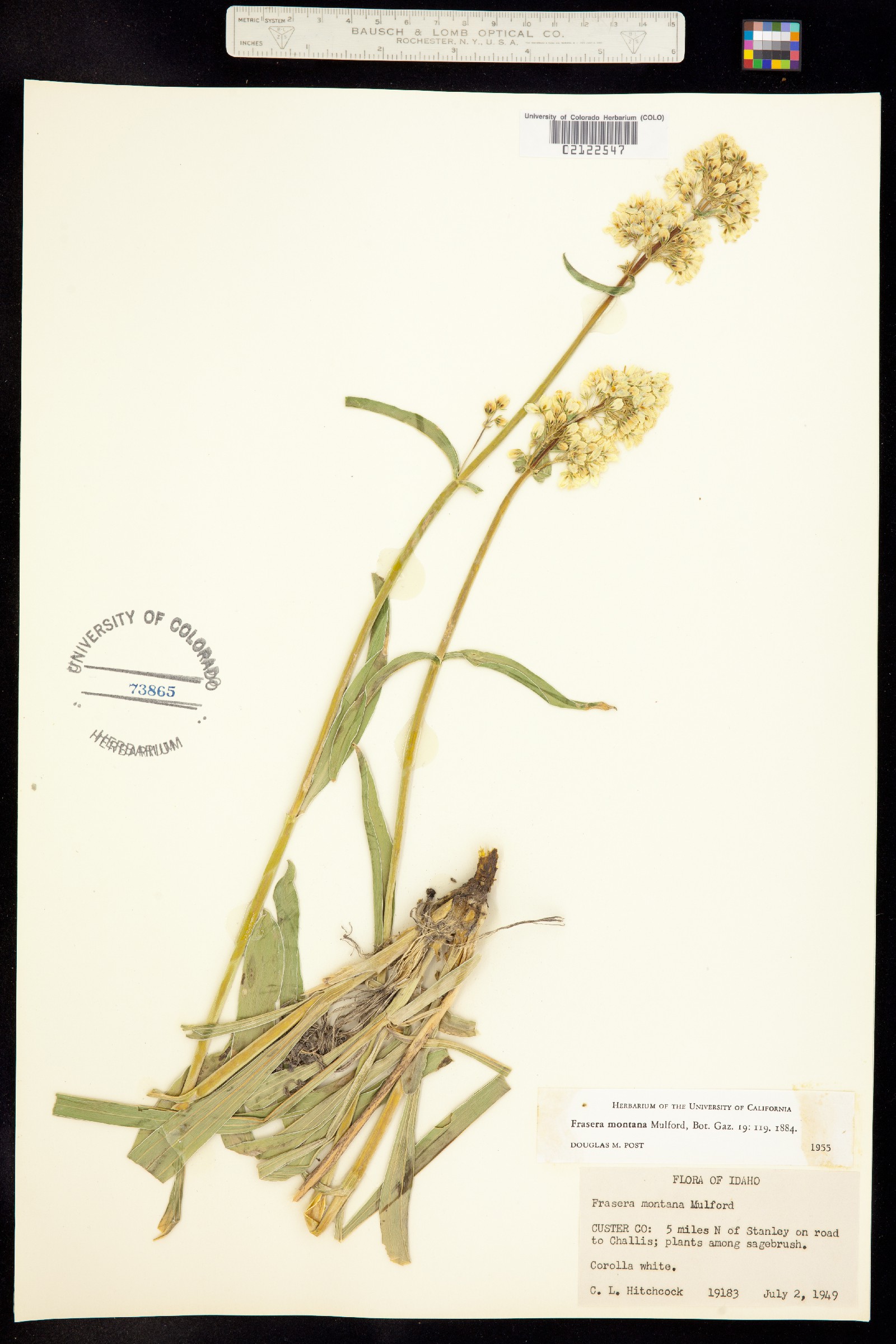 Frasera montana image