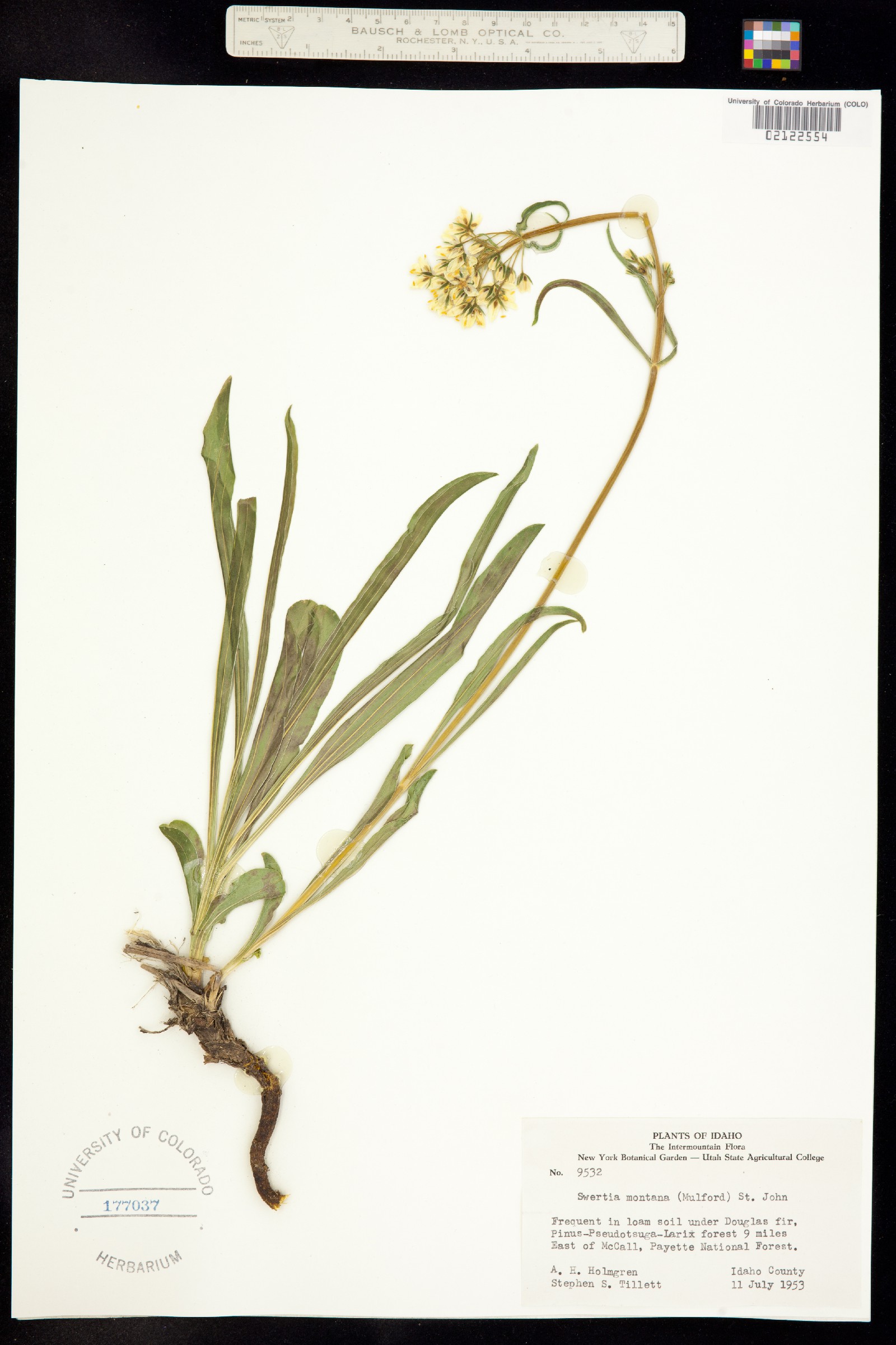 Frasera montana image