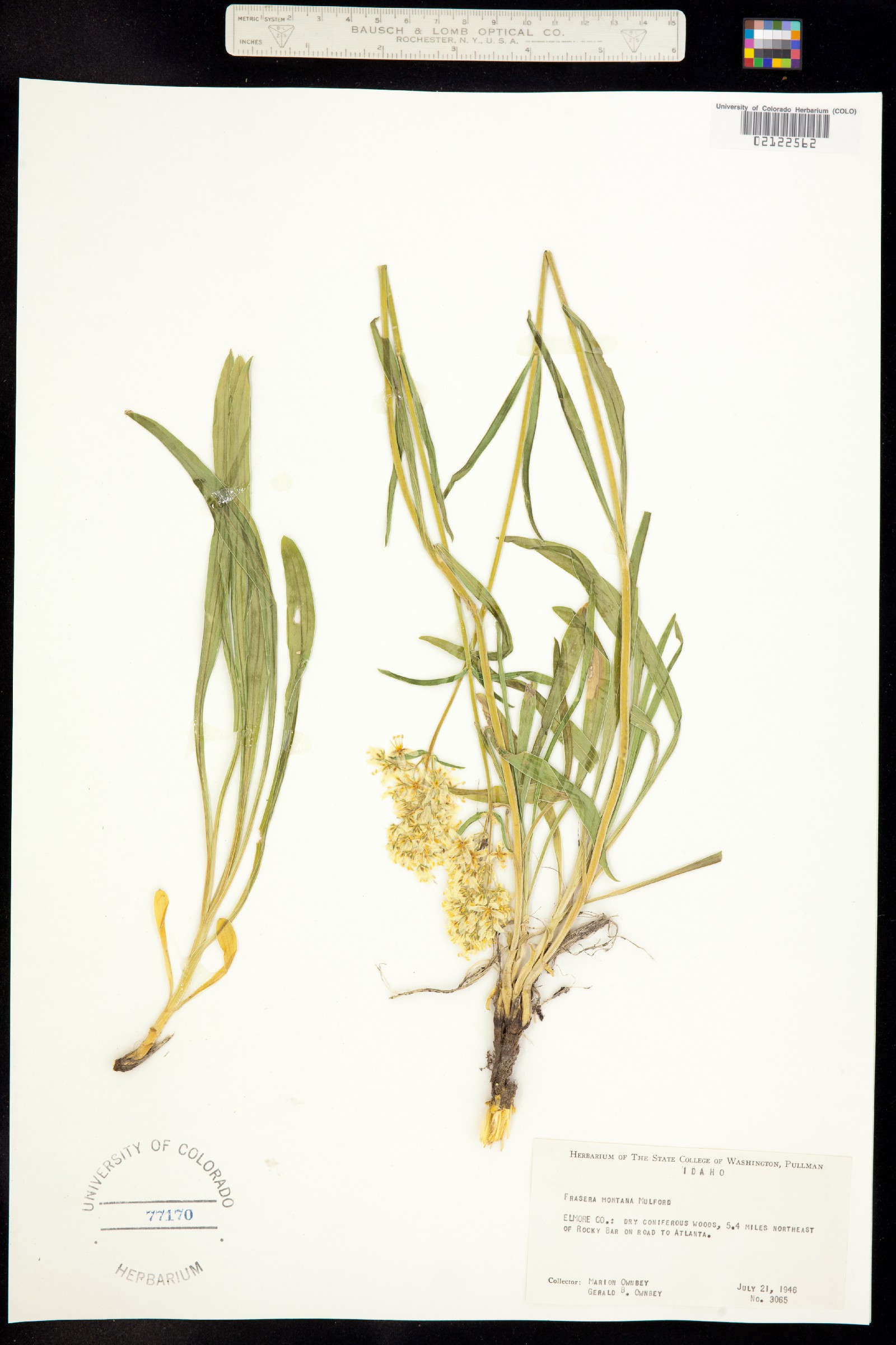 Frasera montana image