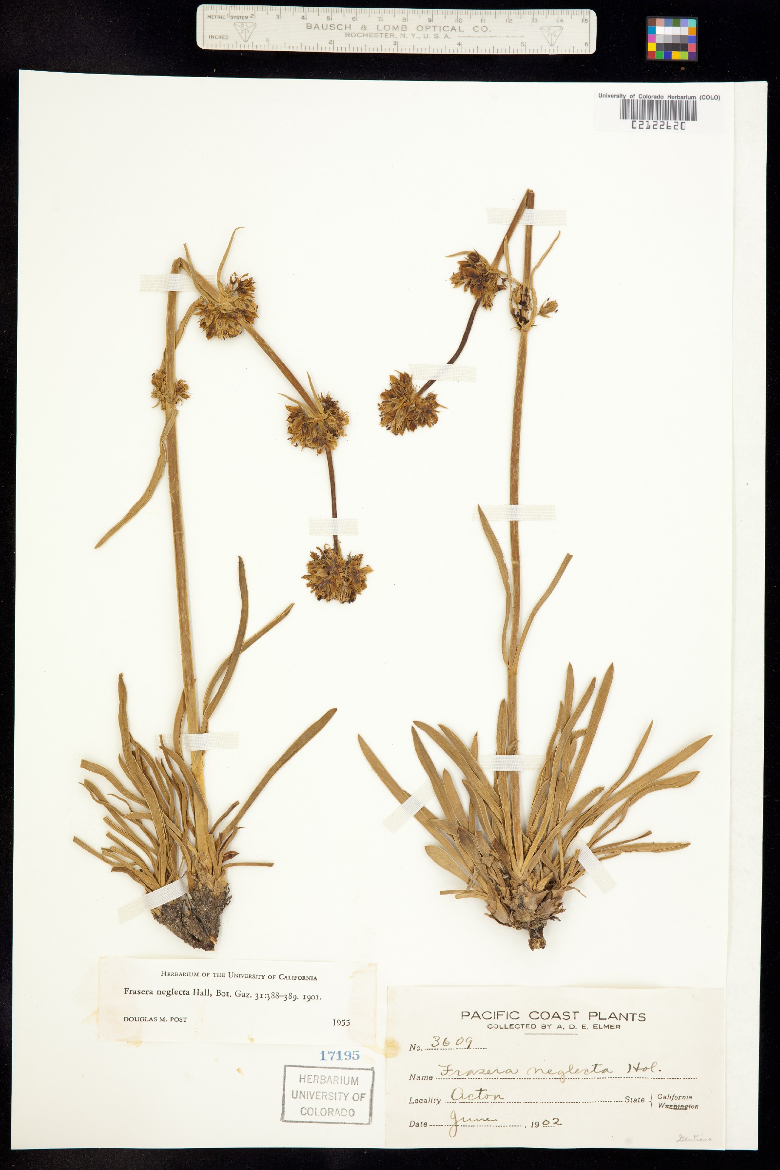 Frasera neglecta image
