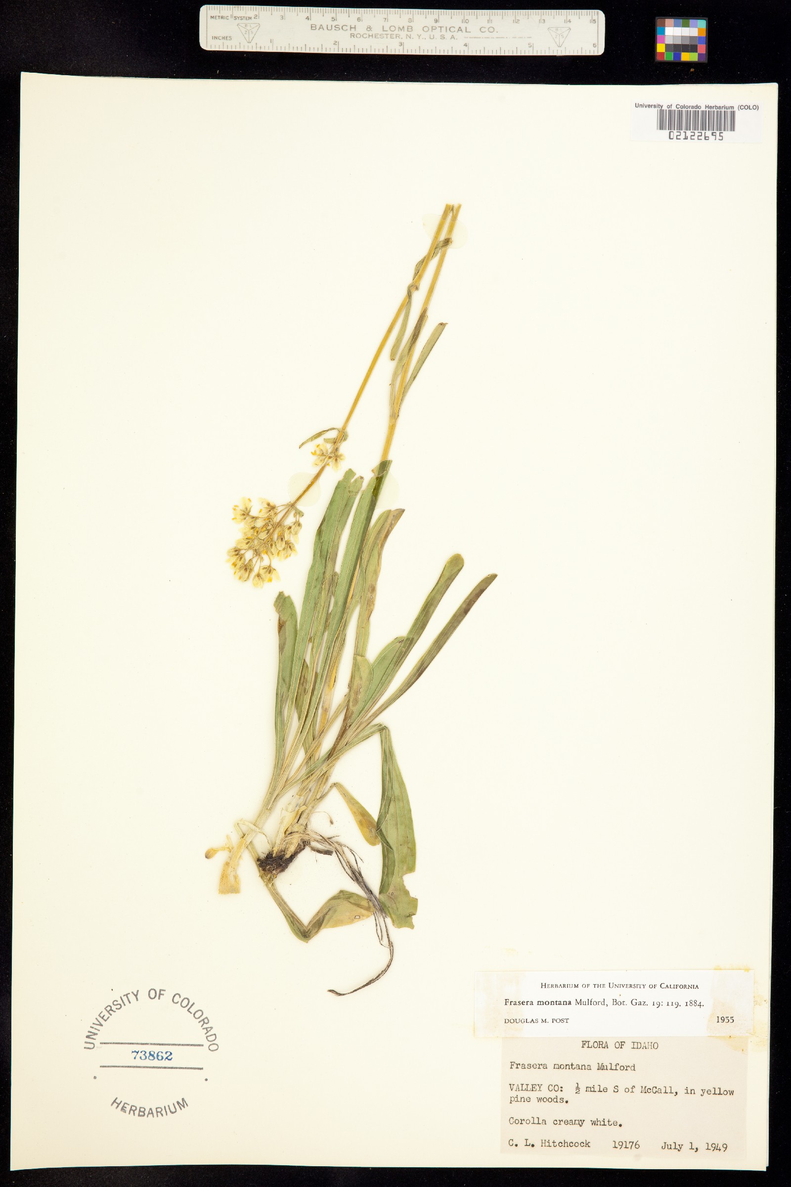 Frasera montana image