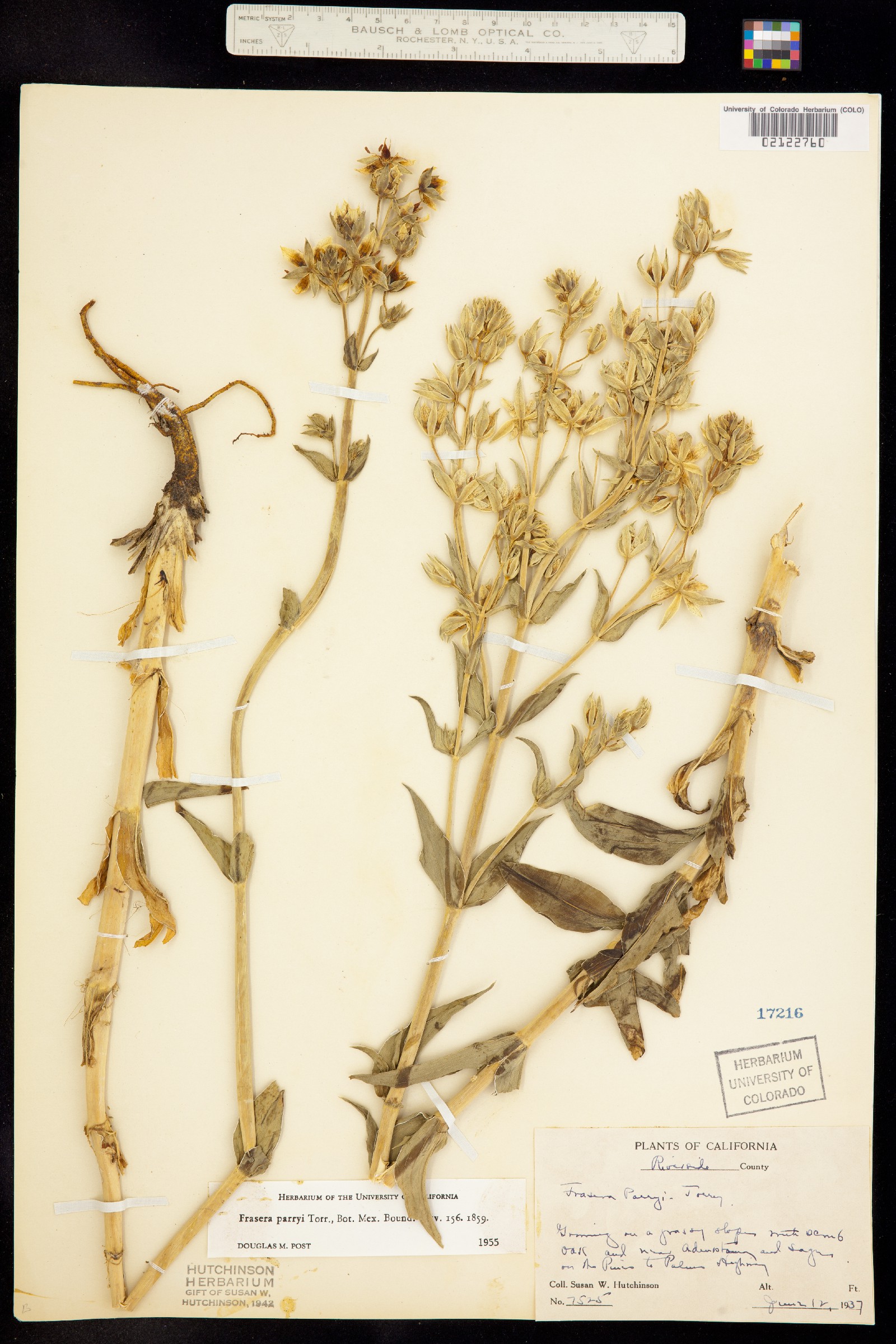 Frasera parryi image