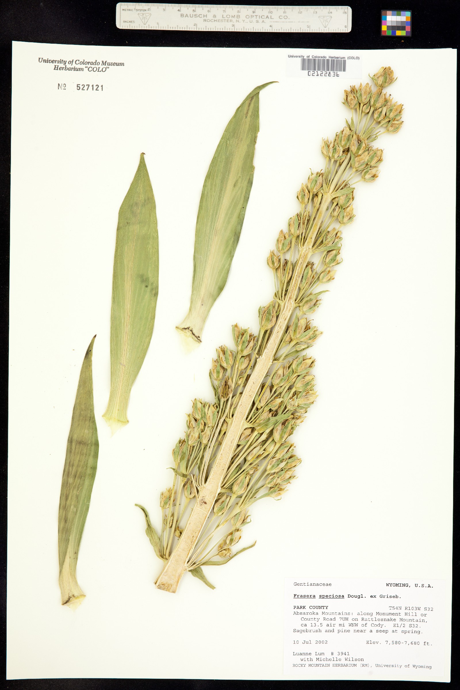 Frasera speciosa image