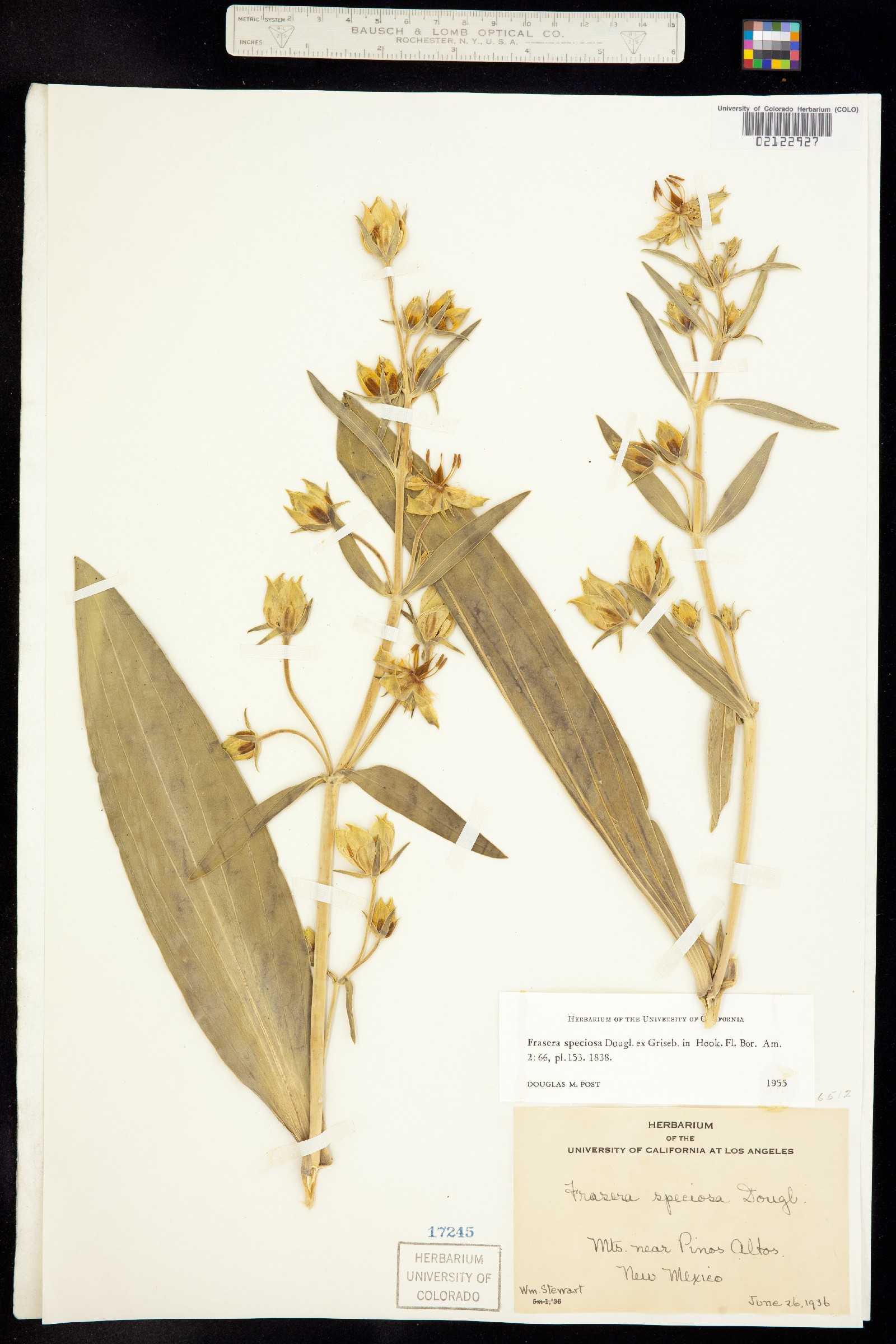 Frasera speciosa image