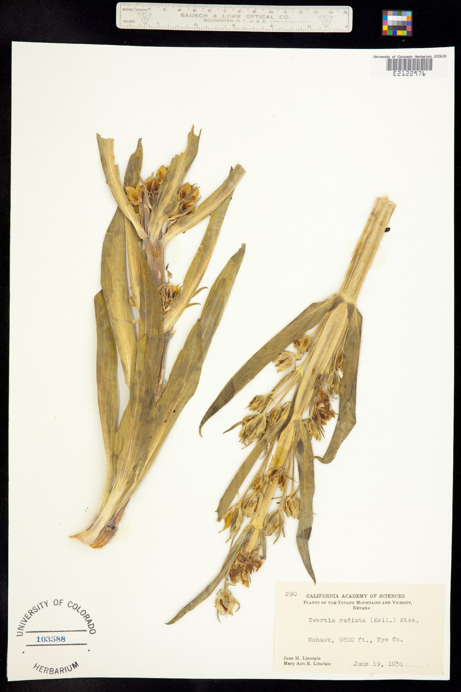 Frasera speciosa image
