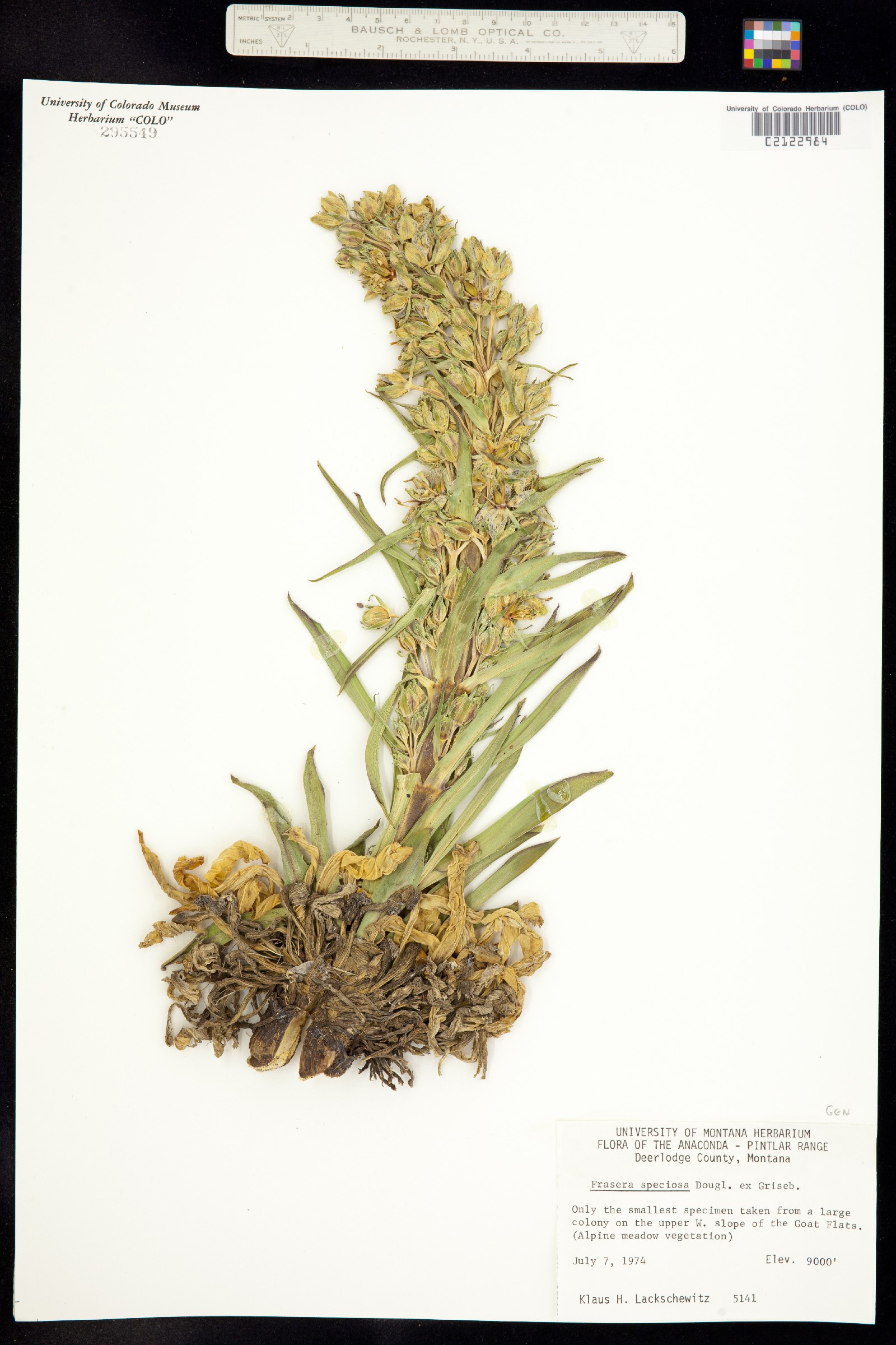 Frasera speciosa image