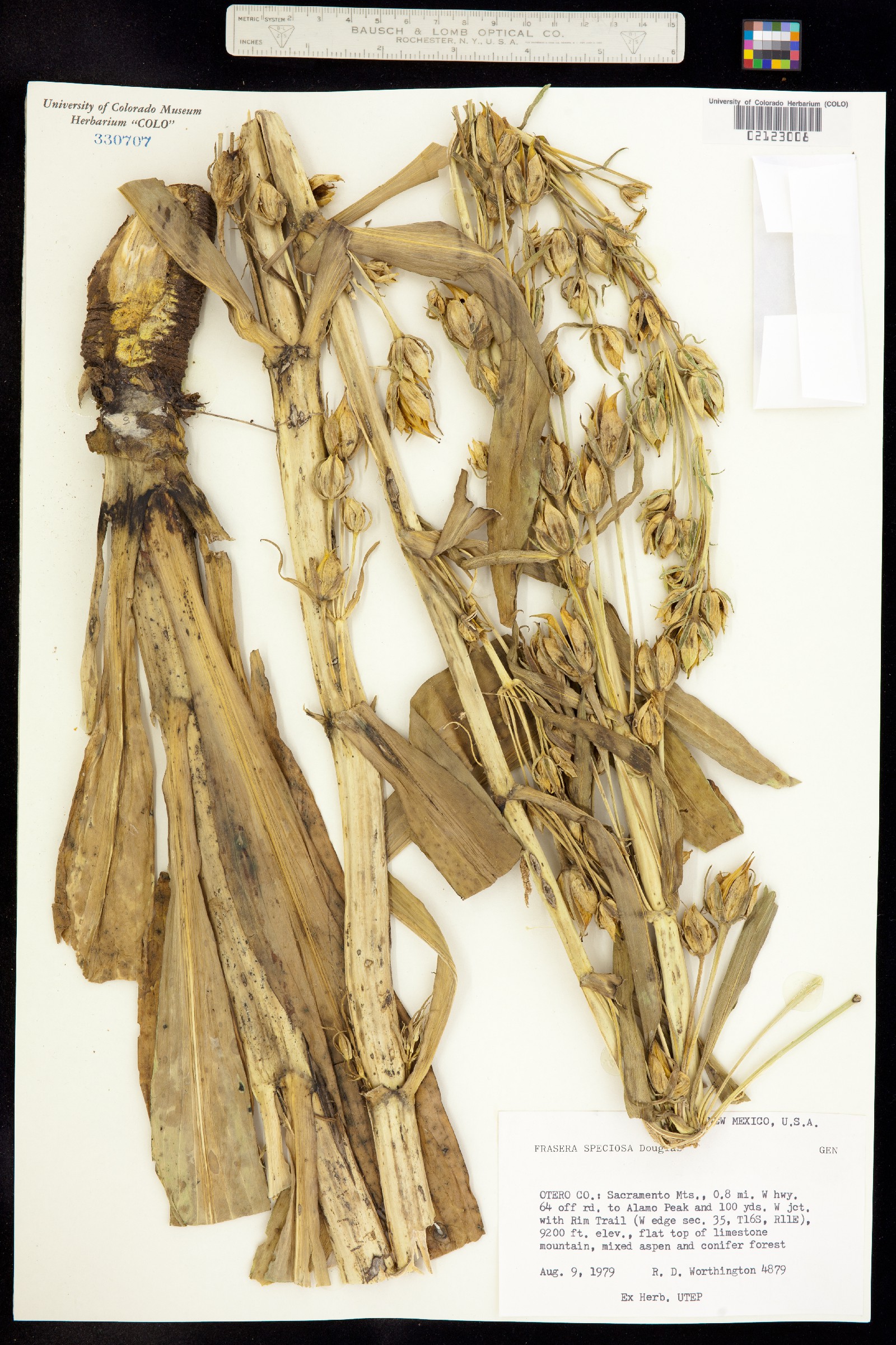 Frasera speciosa image