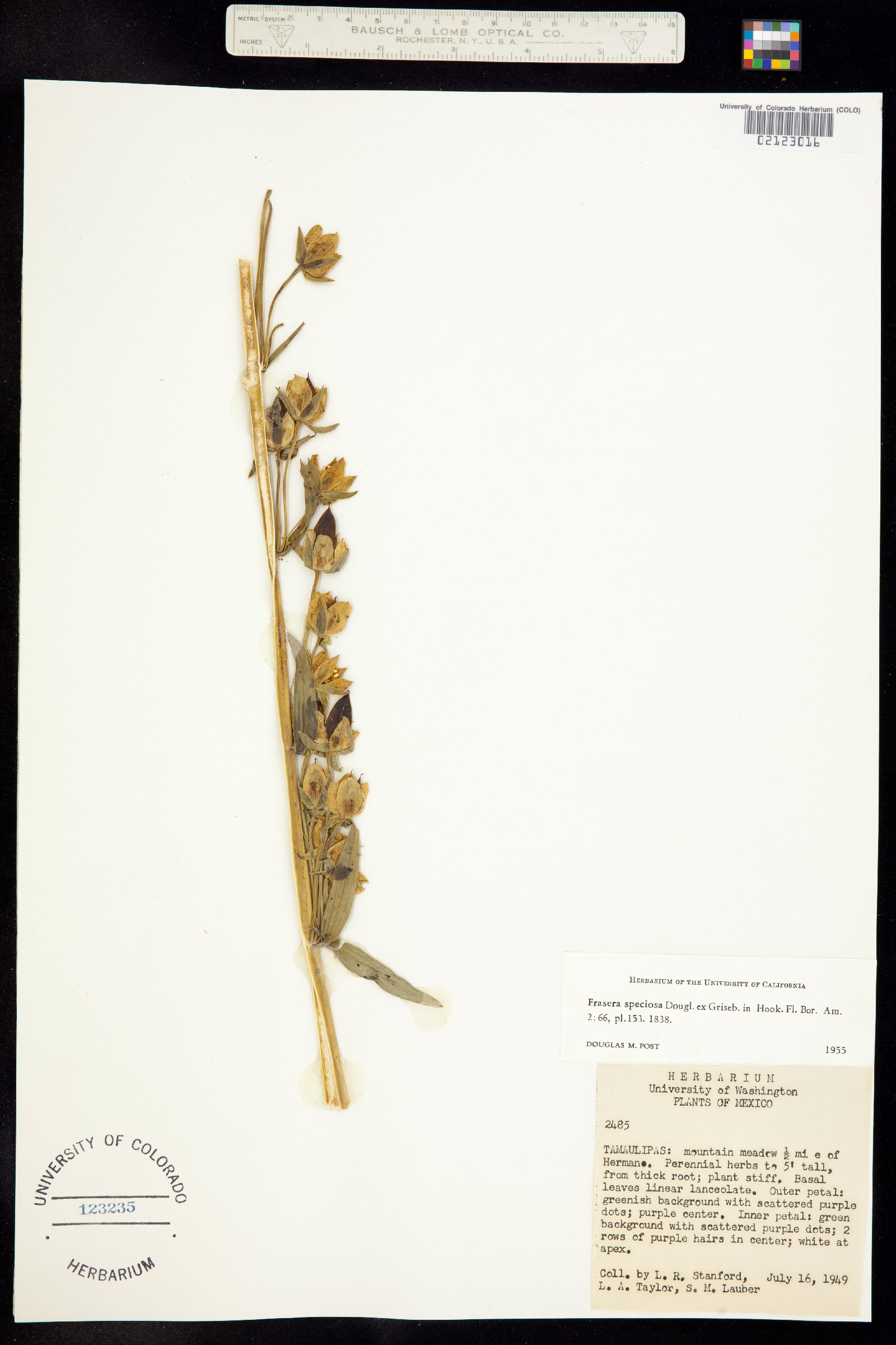 Frasera speciosa image