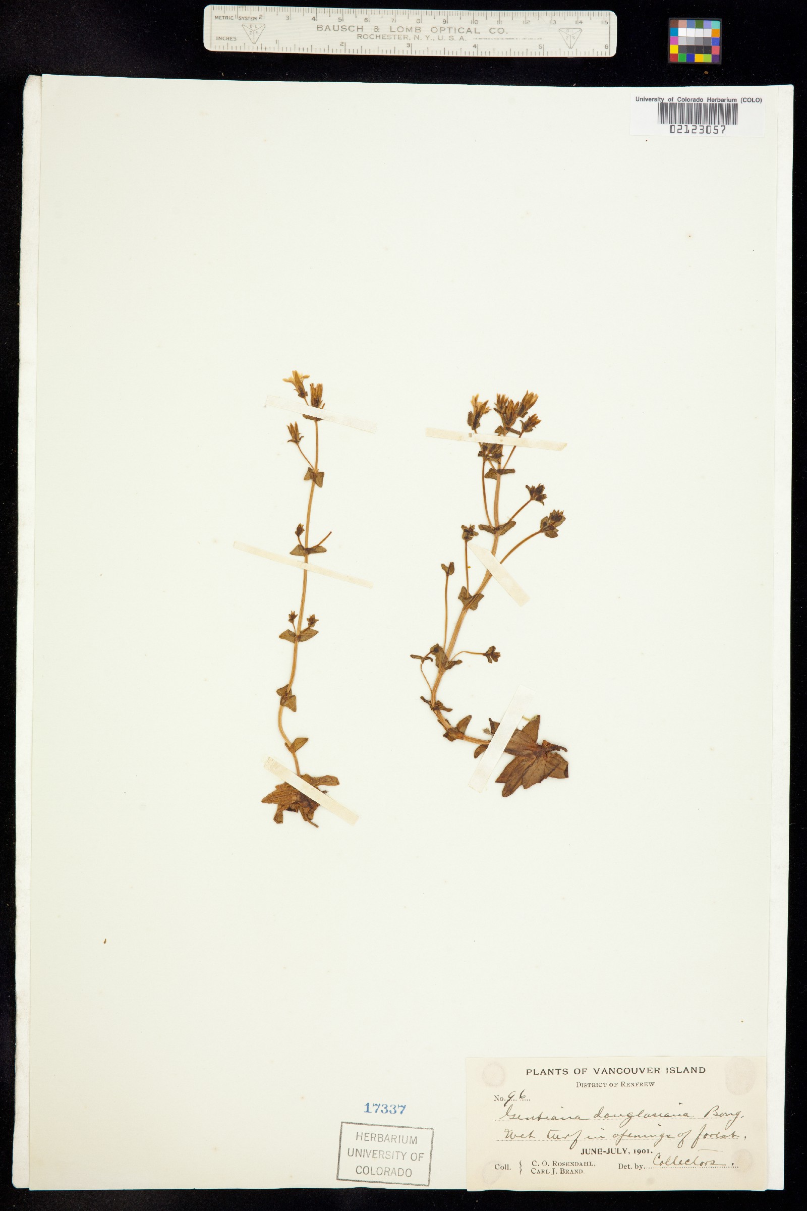 Gentiana douglasiana image