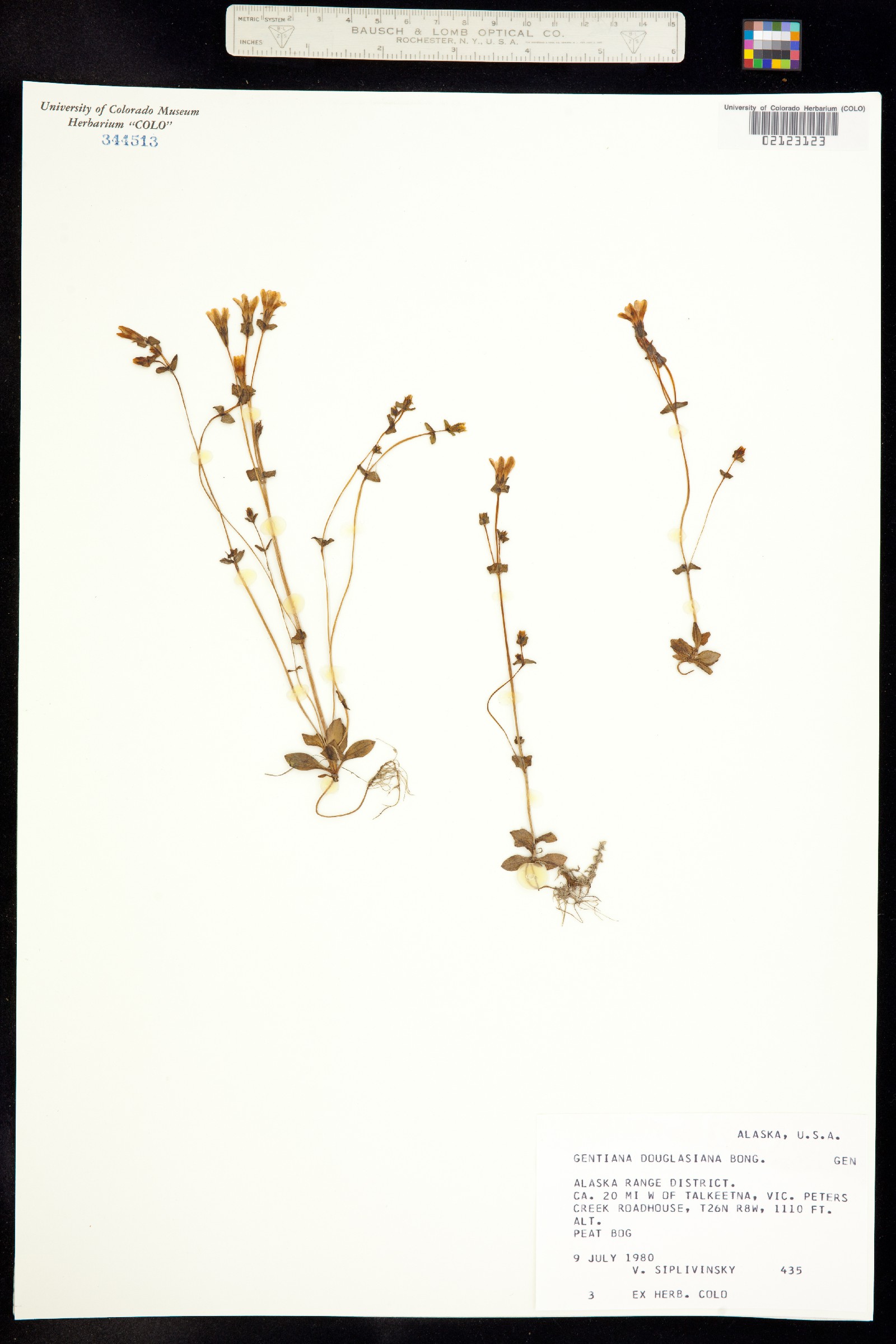 Gentiana douglasiana image